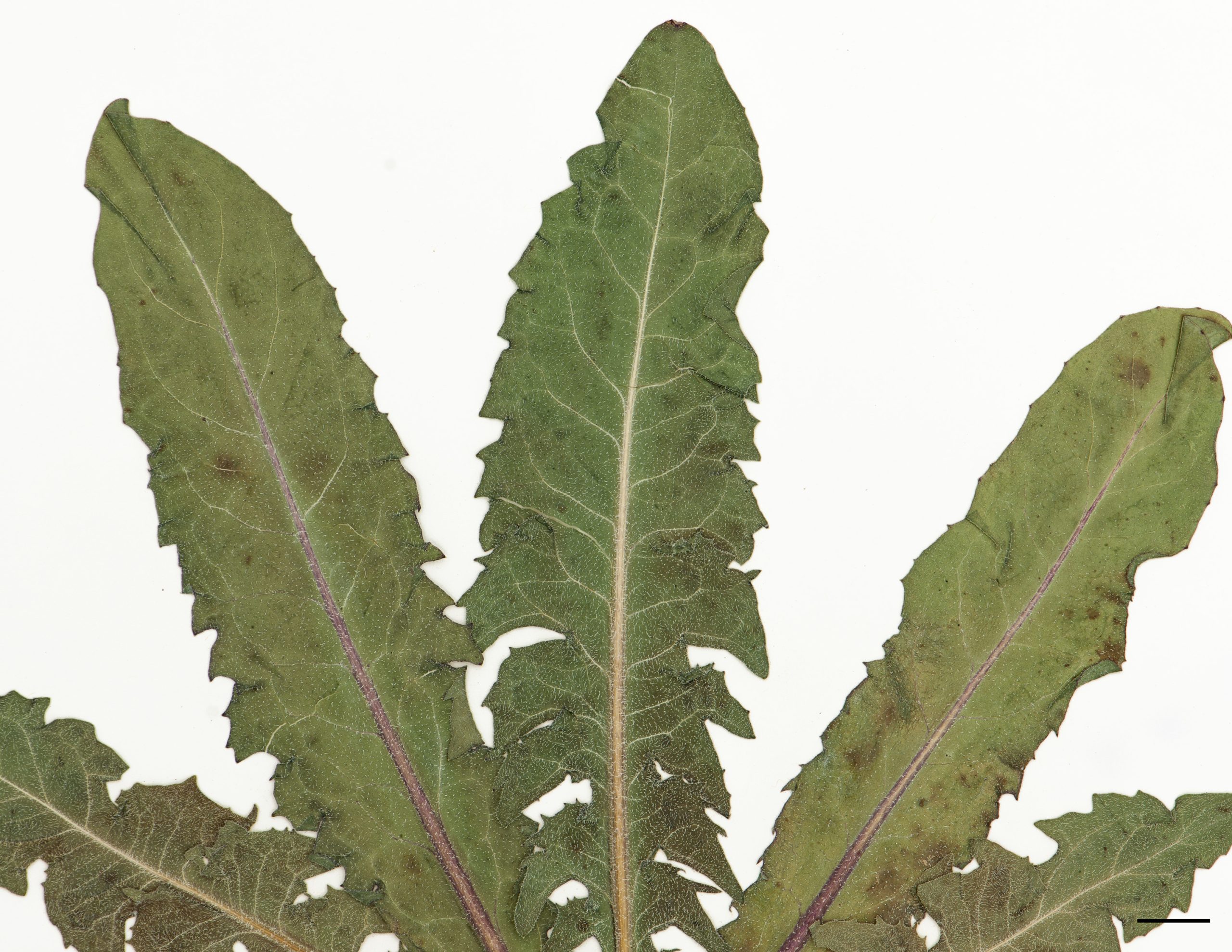 Feuilles de la base disposées en rosette, grandes, oblancéolées, pétiolées et dentées.