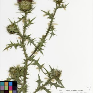 Chardon vulgaire