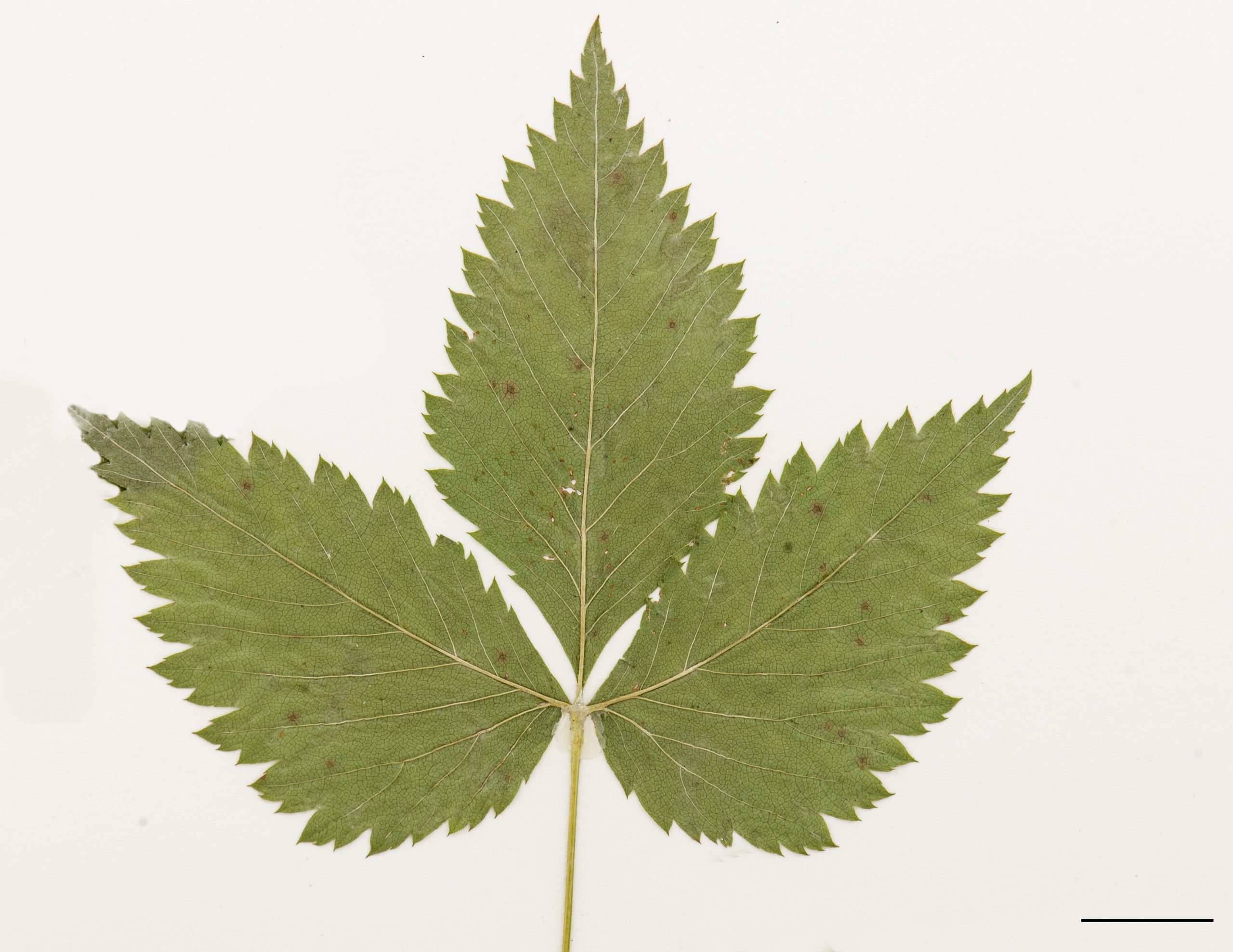 Feuille trifoliolée