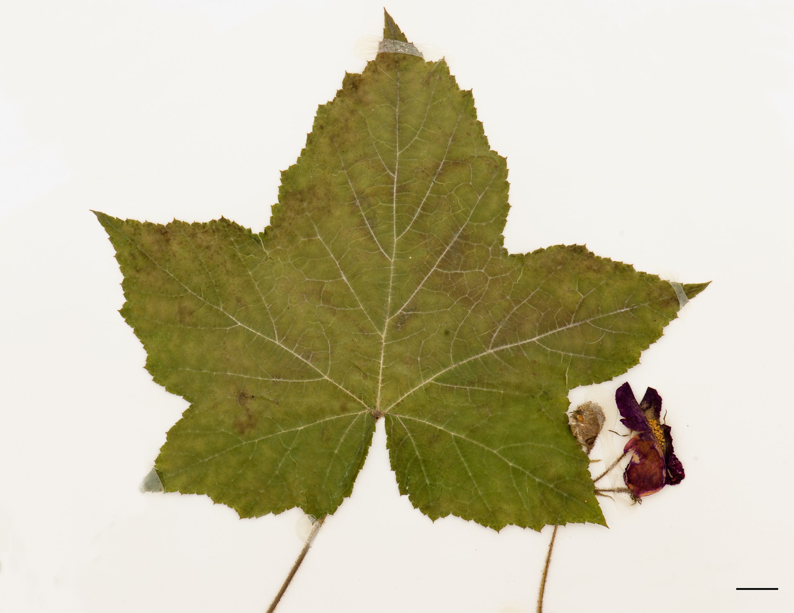 Feuille lobée