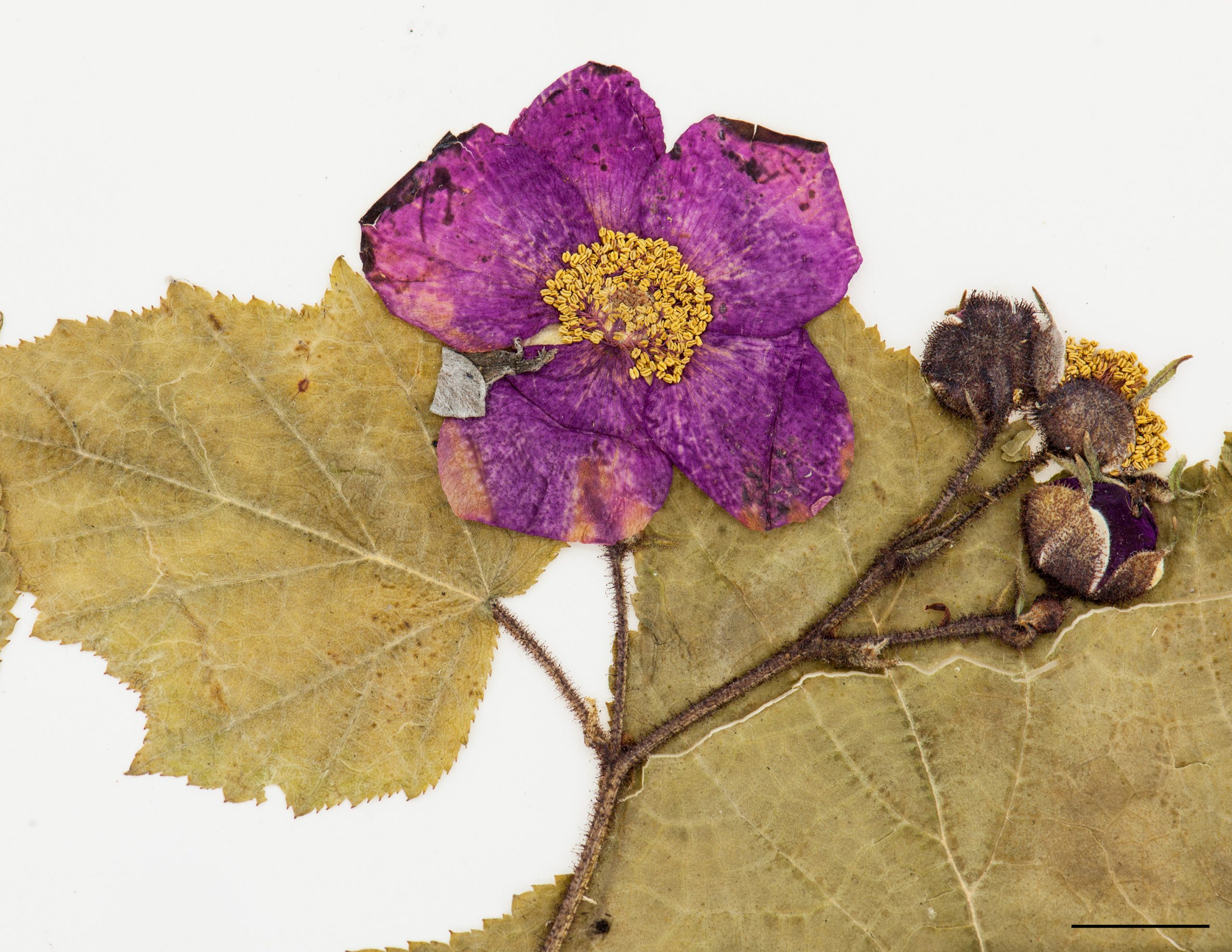 Fleur grande, rose foncé