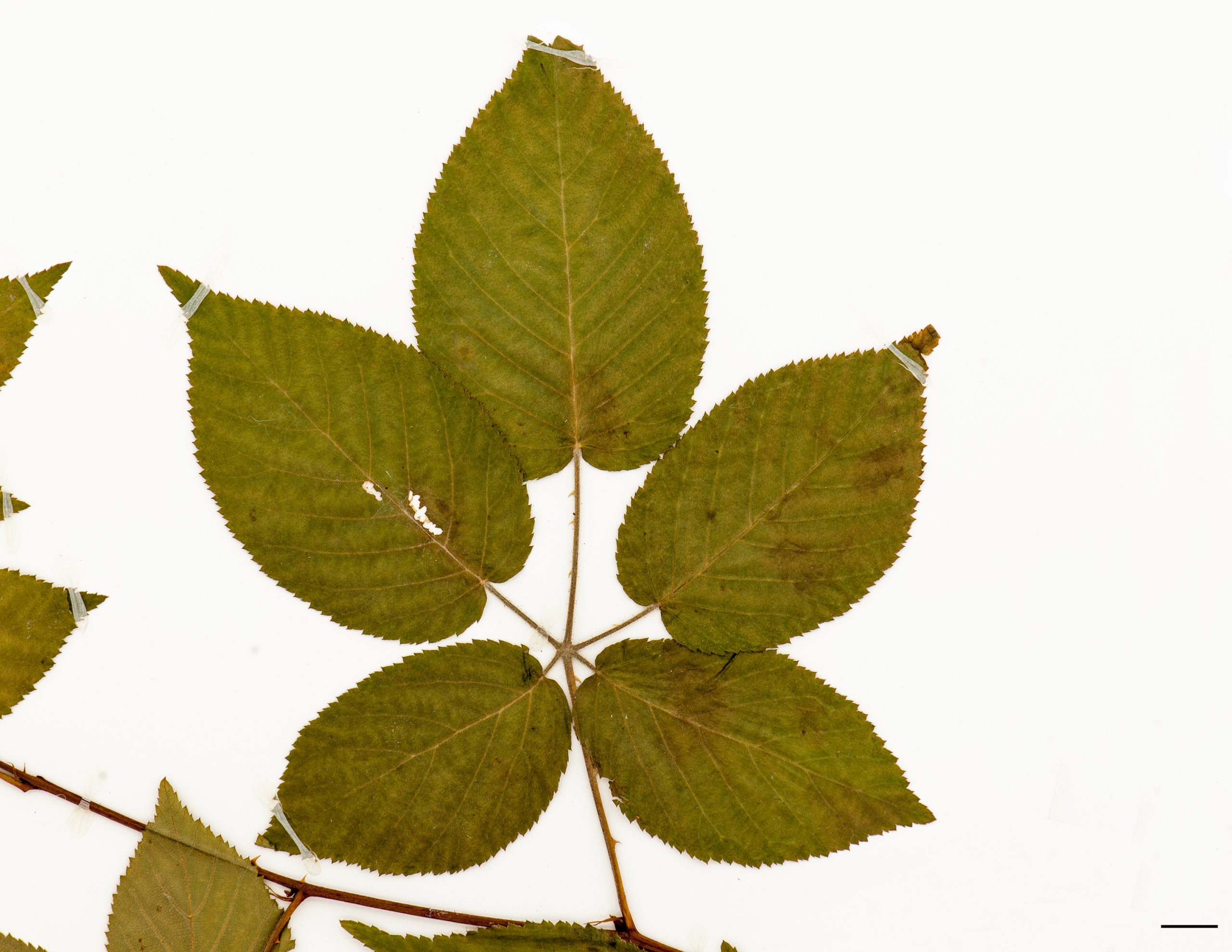 Feuille, pousse de 1°année