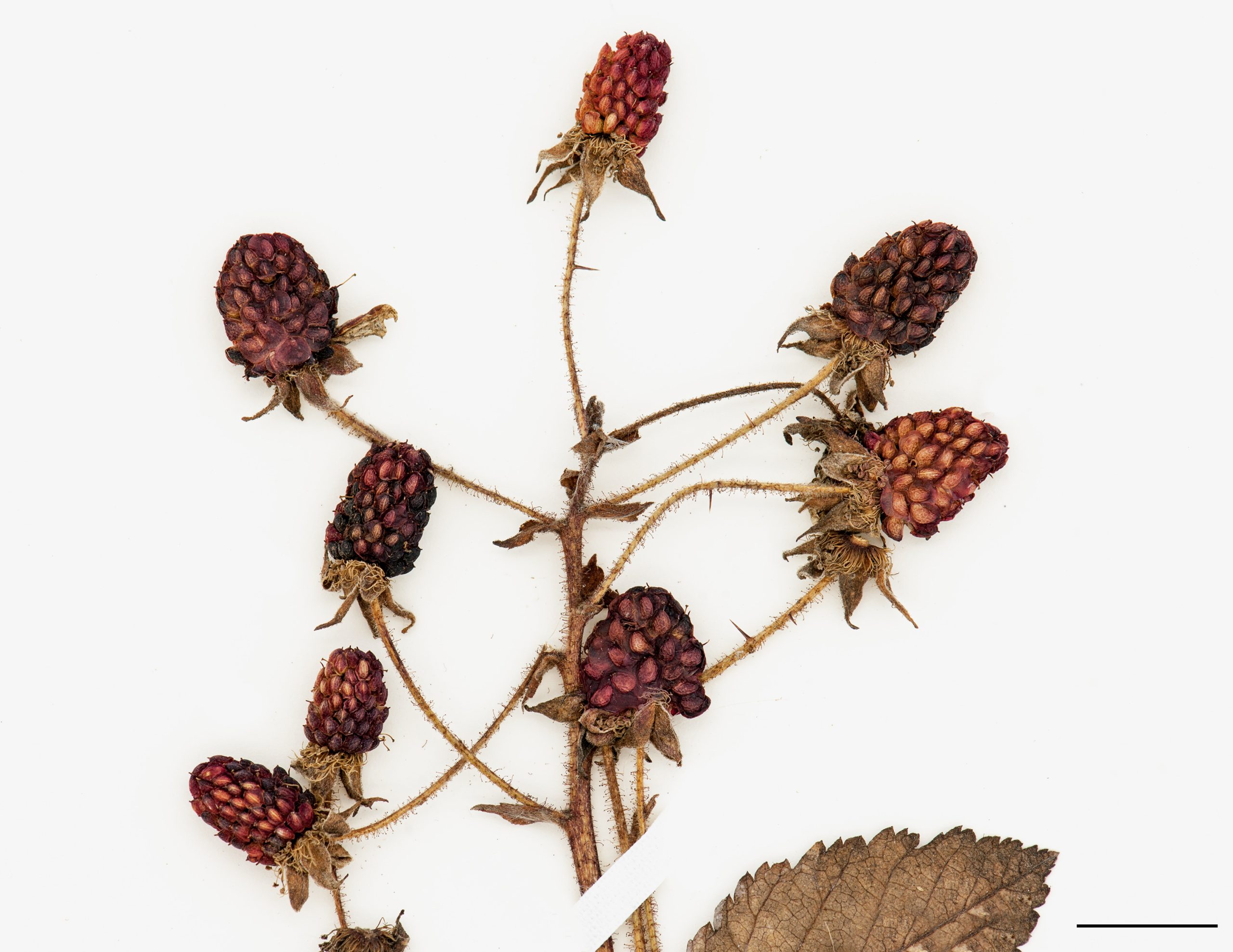 Fruits, drupéoles foncées