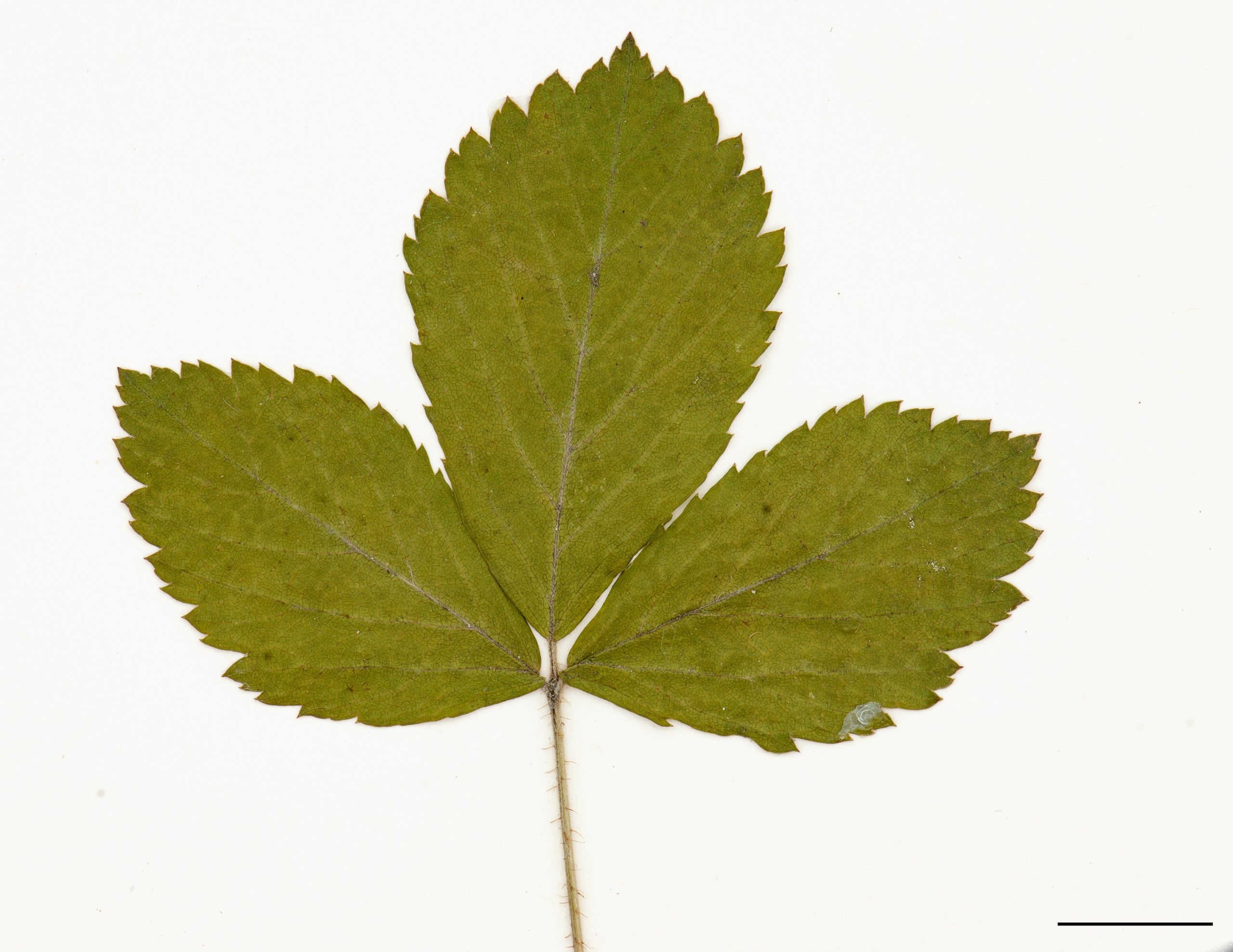 Feuille trifoliolée