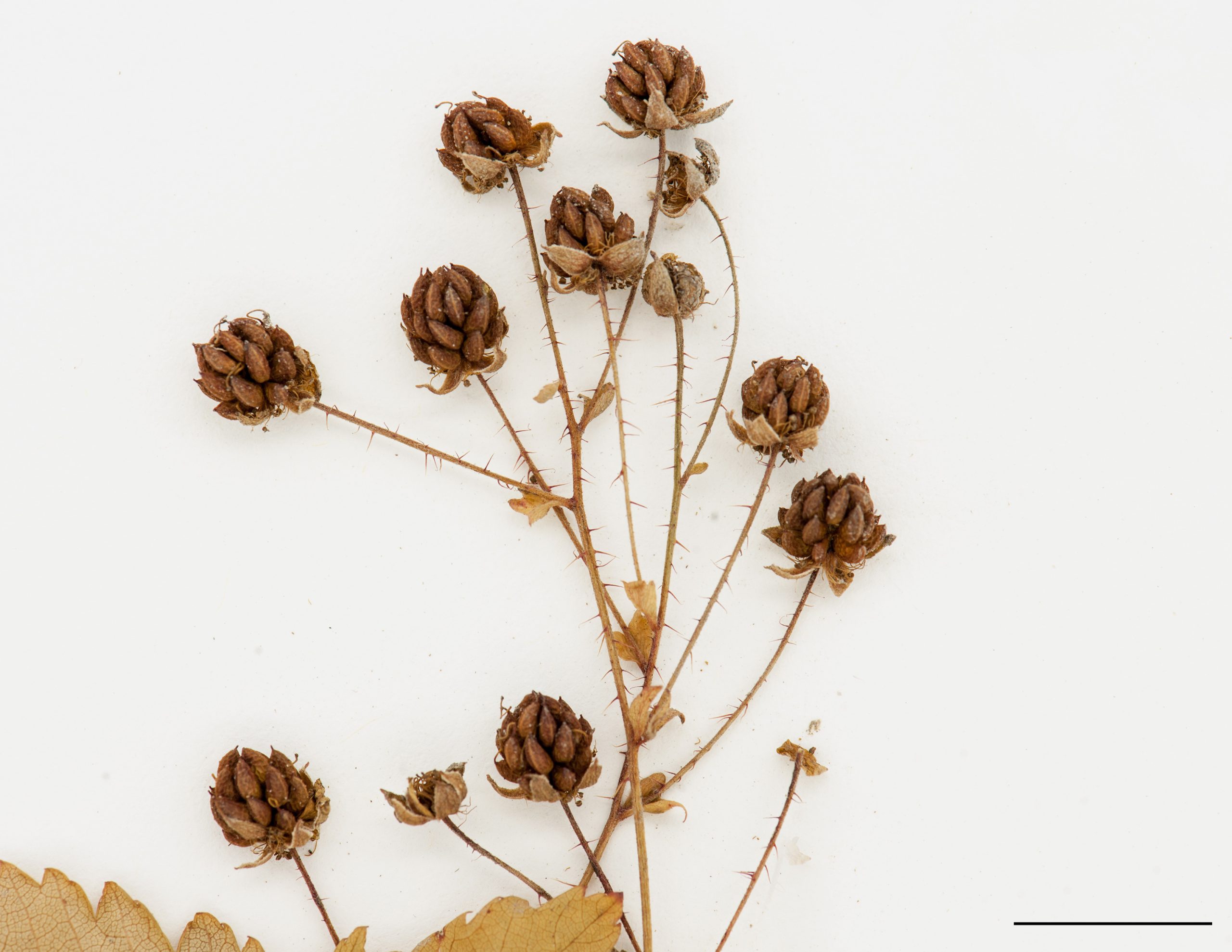 Fruits, akènes nombreux