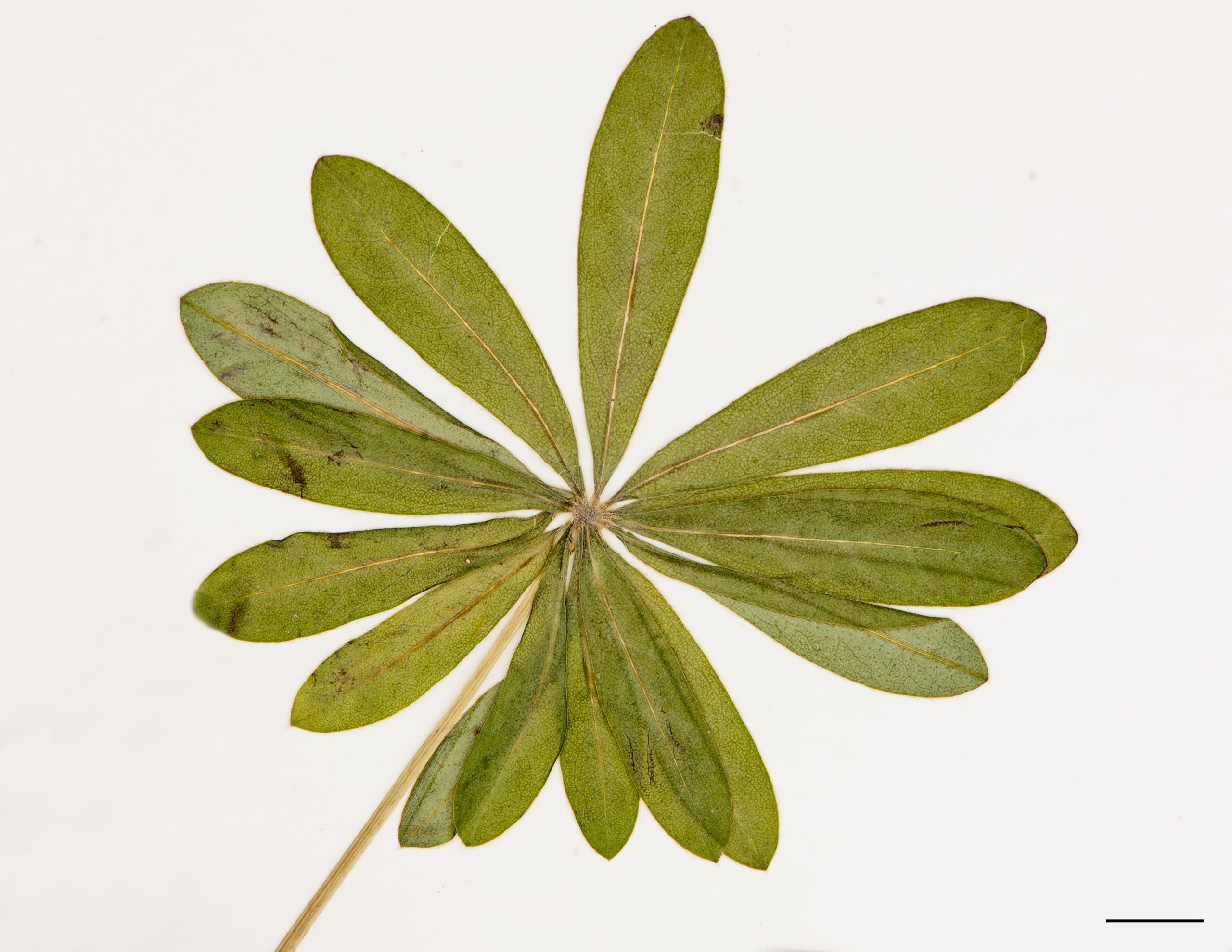 Feuille composée de plusieurs folioles disposées en verticille