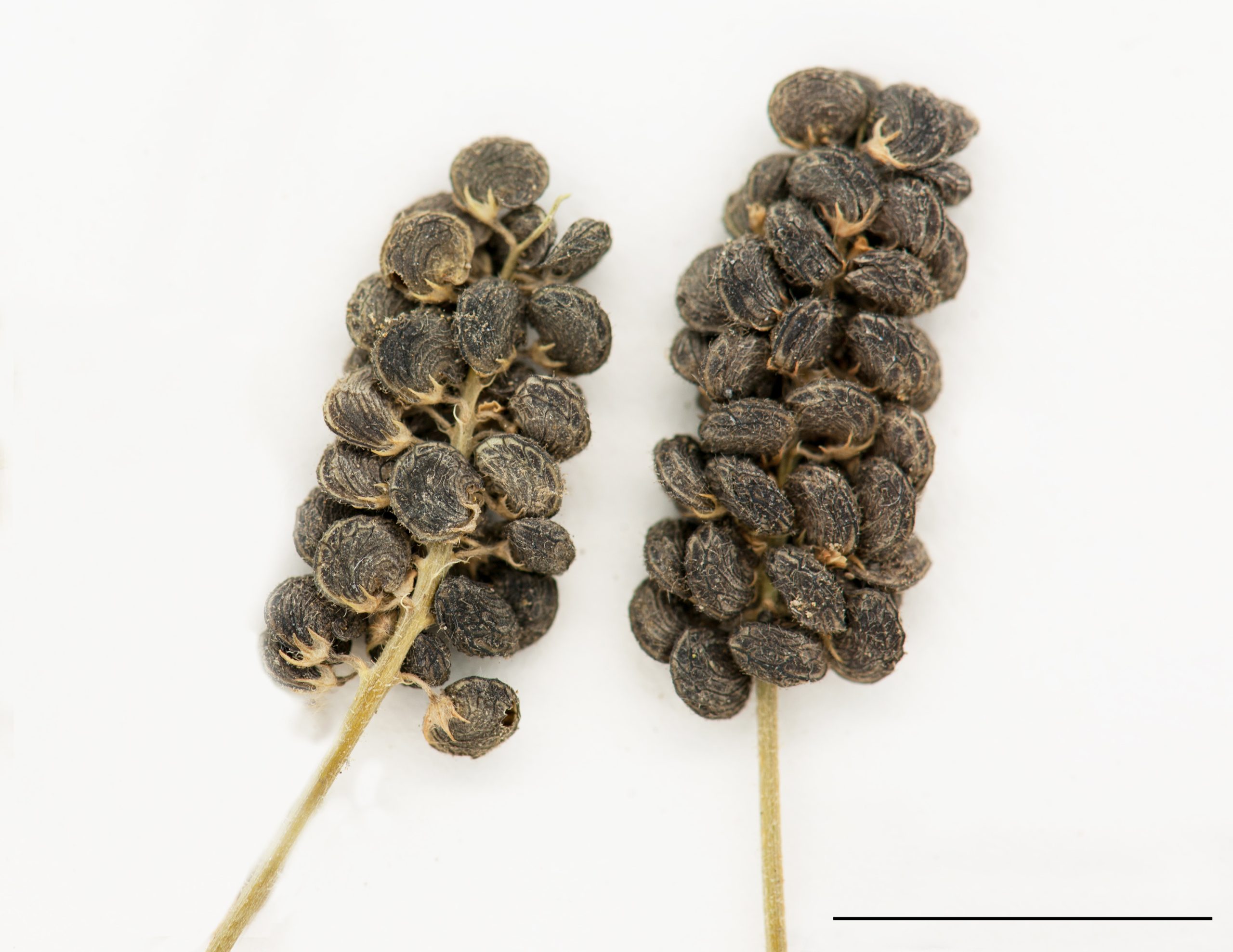 Infrutescence, gousses courbées