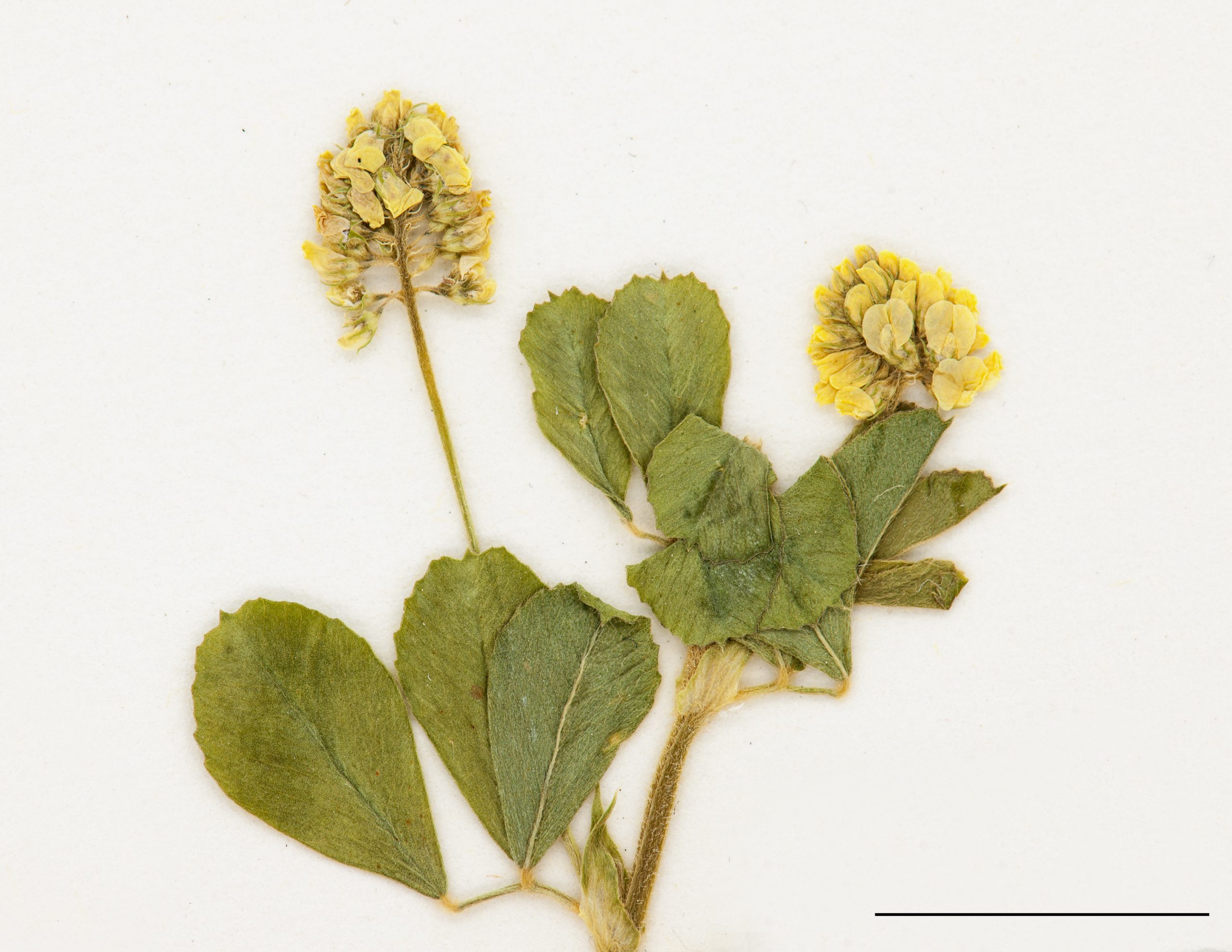 Inflorescence en grappe courte, fleurs jaunes