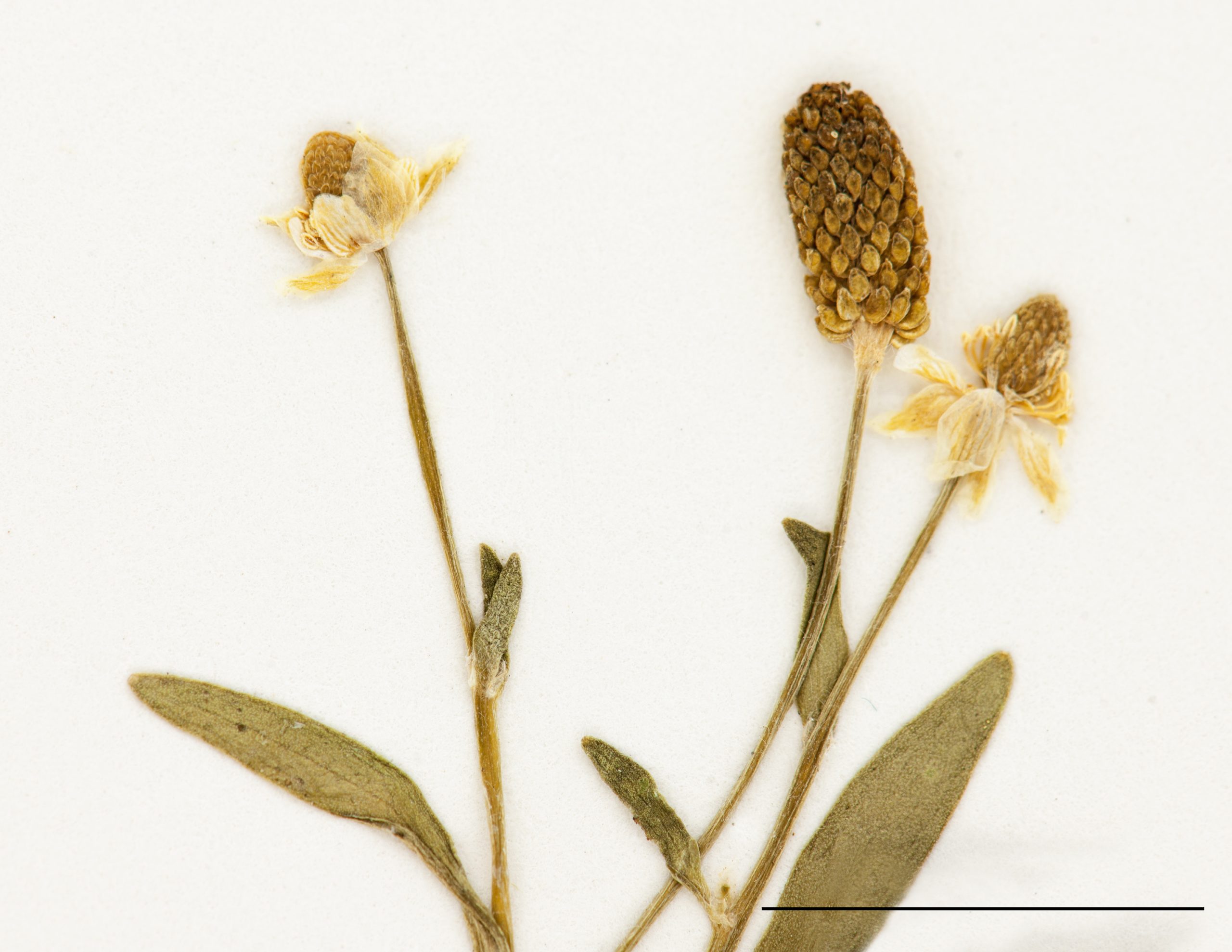 Fleurs, pétales jaunes