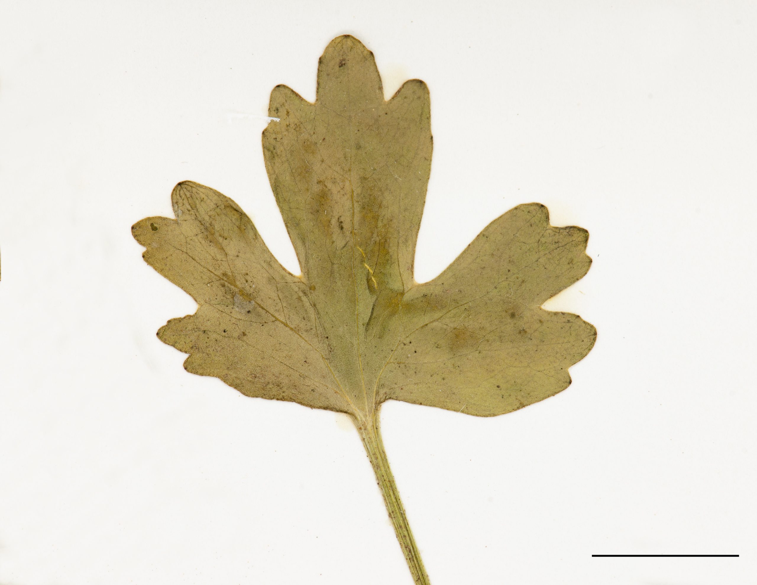 Feuilles profondément divisées