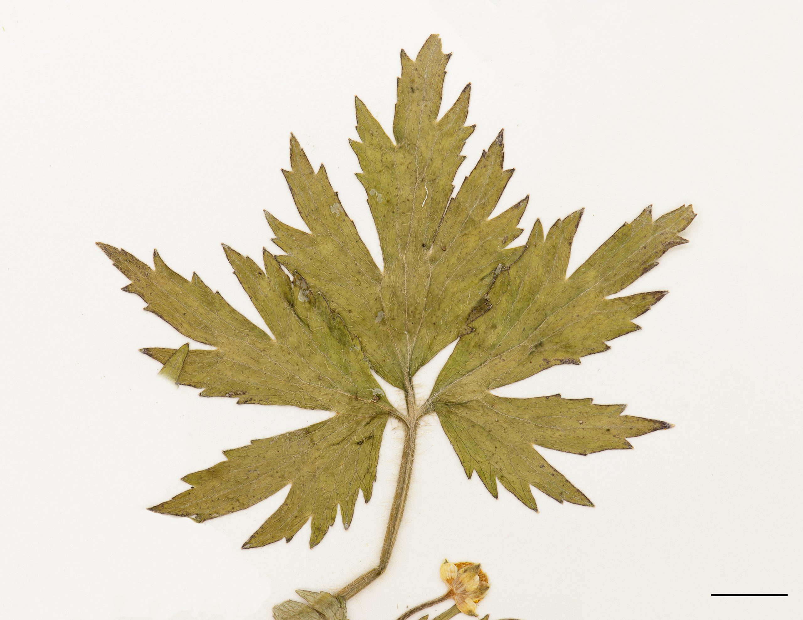 Feuilles triparties, profondément divisées