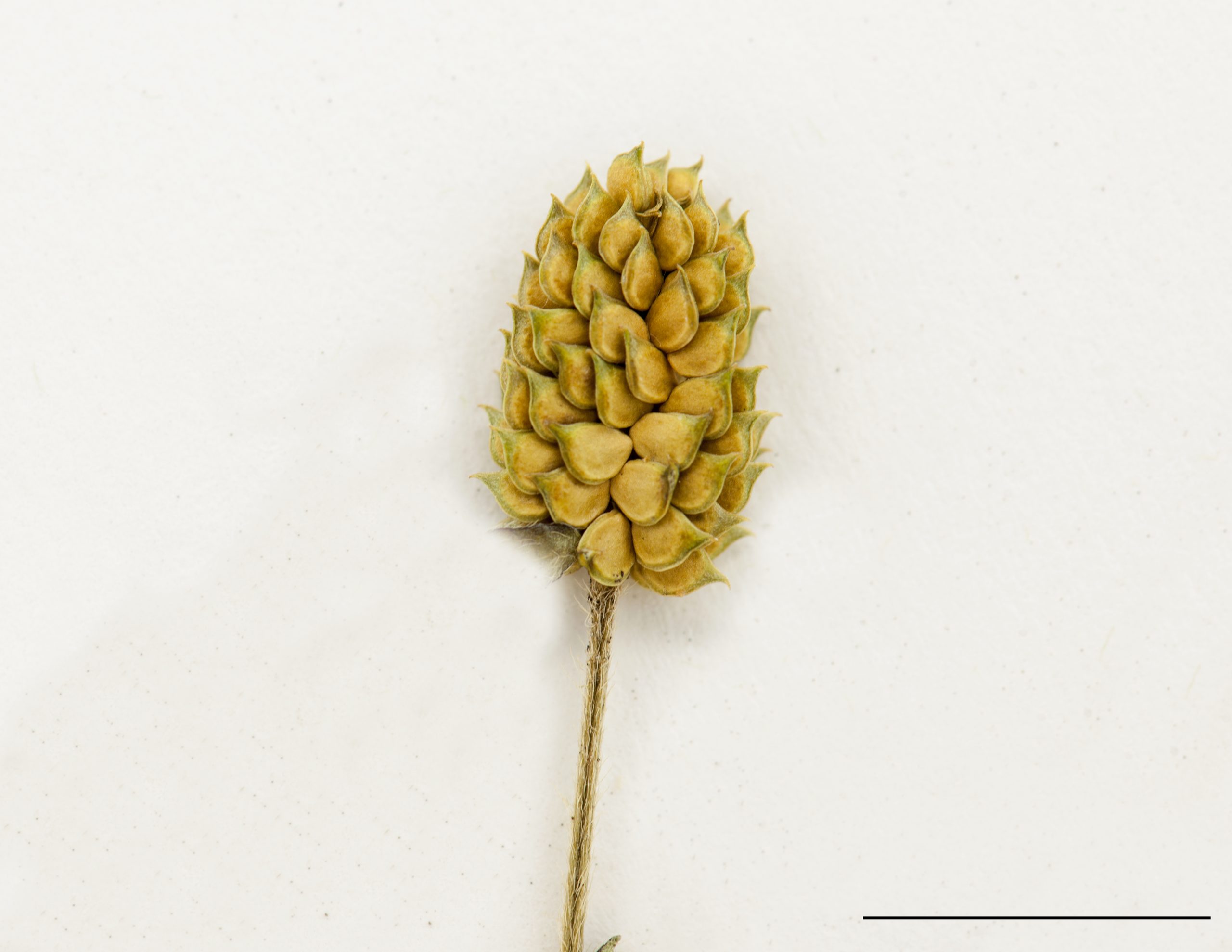 Épis, akènes lisses prolongées d'un bec aigu