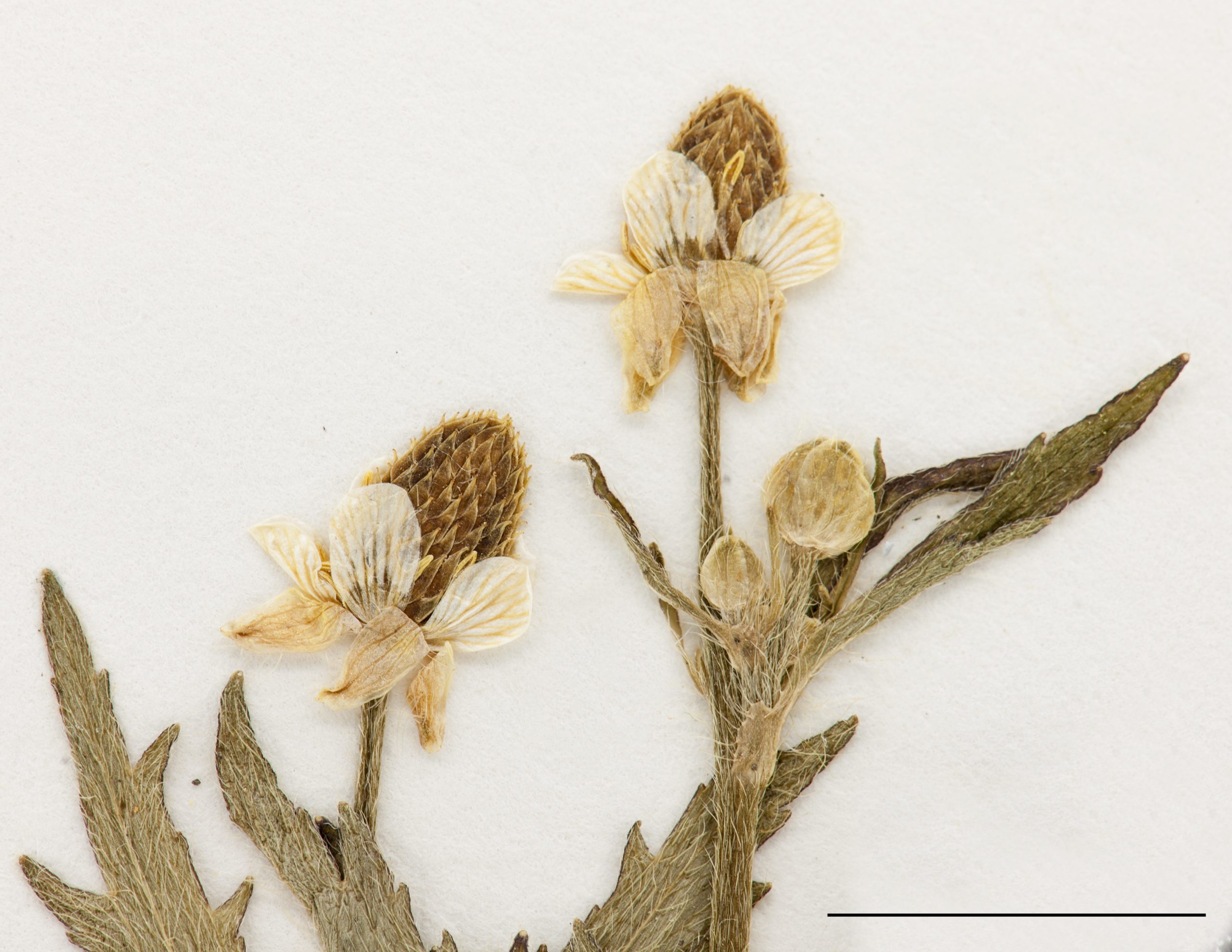 Fleurs, pétales jaunes