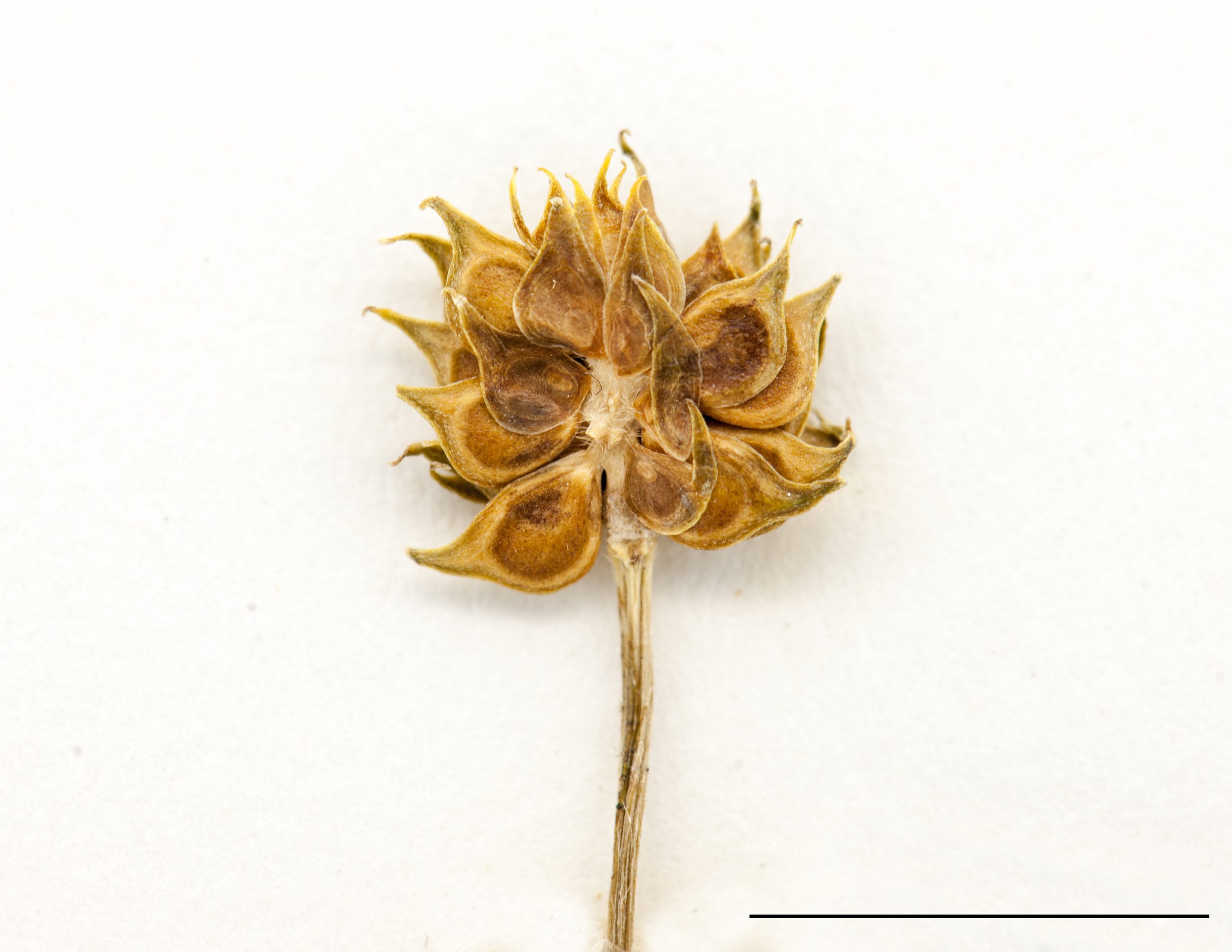 Fruits, akène à bec long et droit