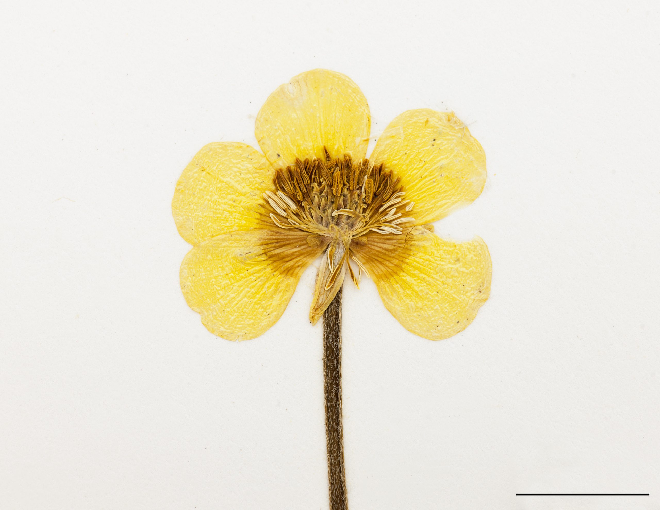 Fleur, pétales jaunes