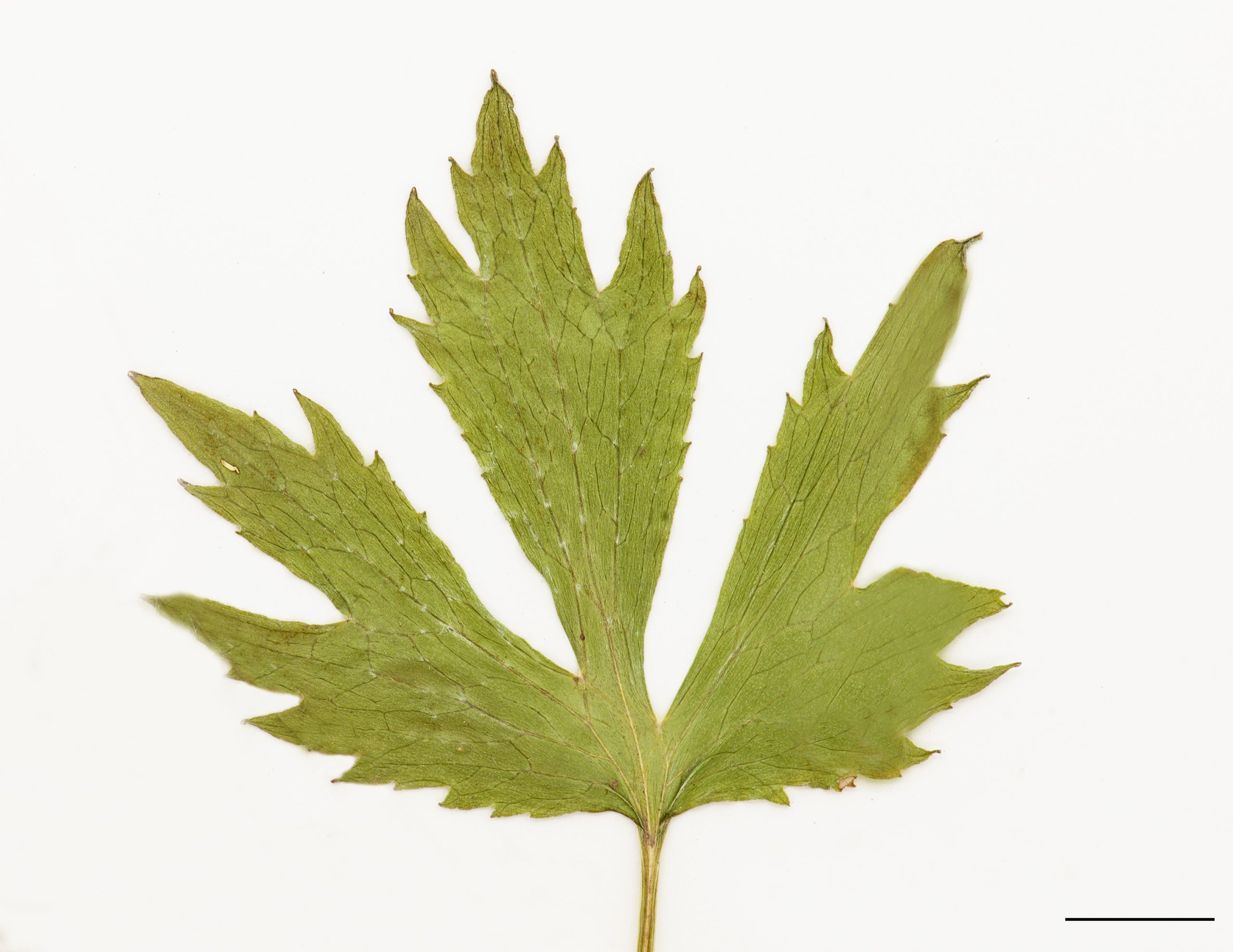 Feuilles profondément divisées