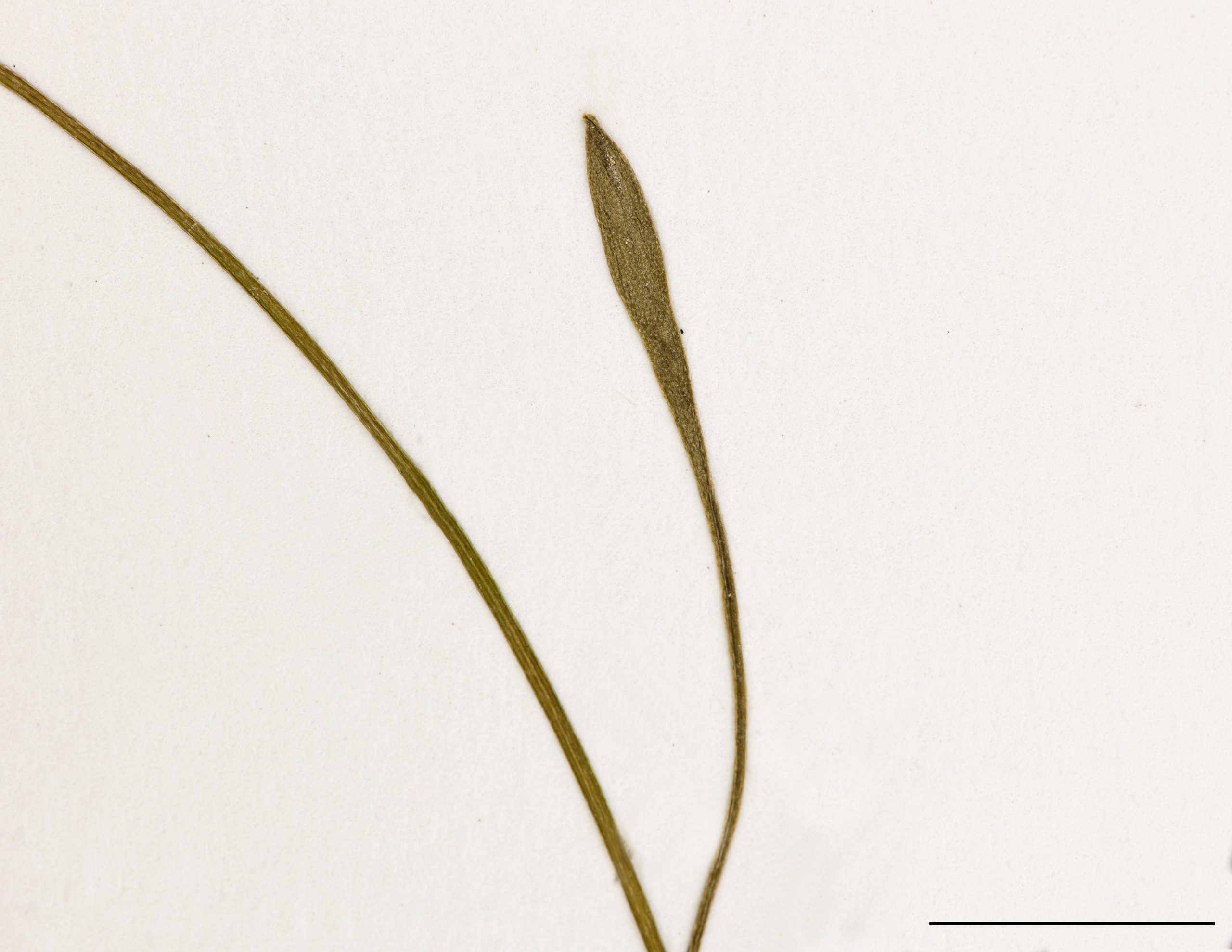 Feuilles très longues