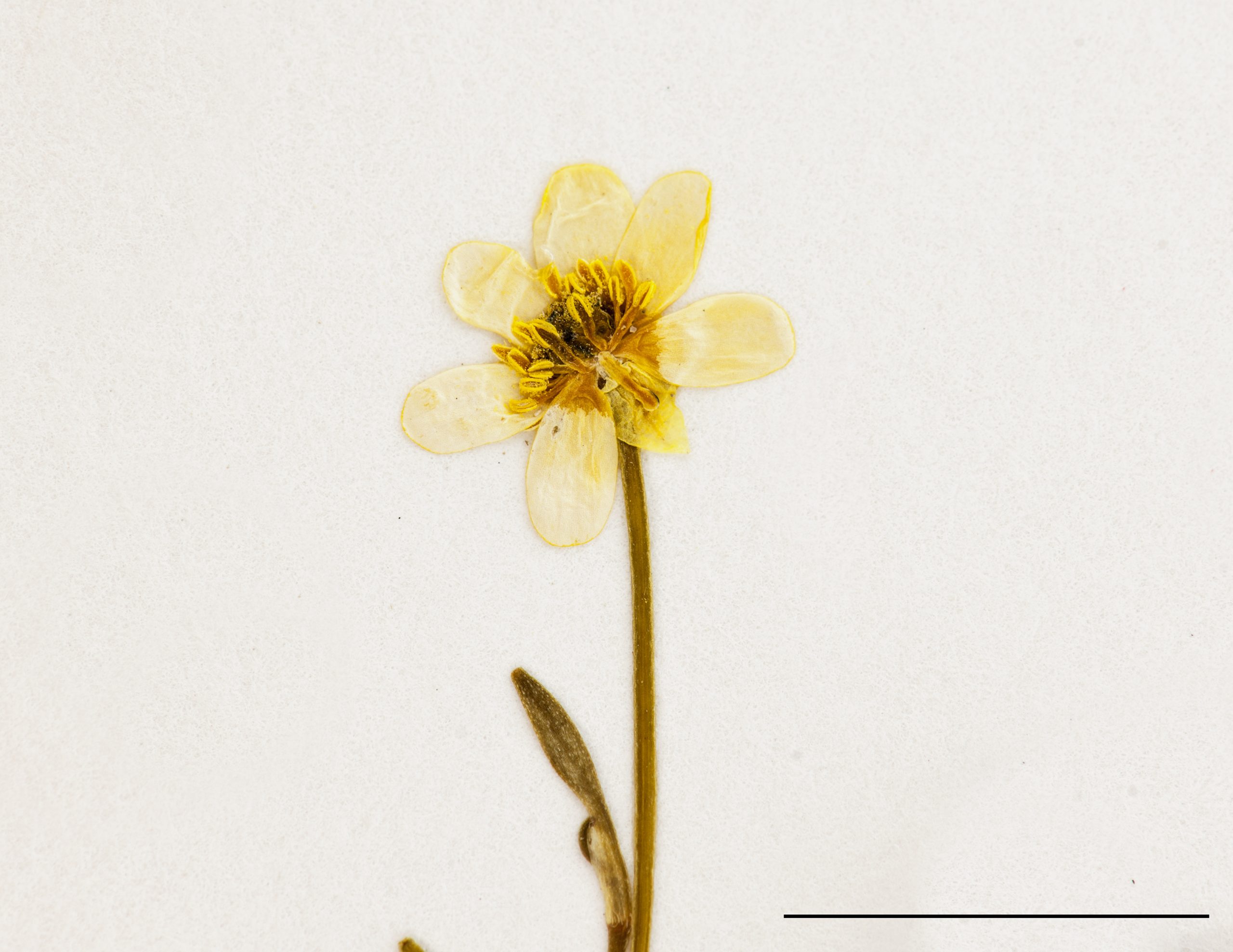 Fleur, pétales jaunes