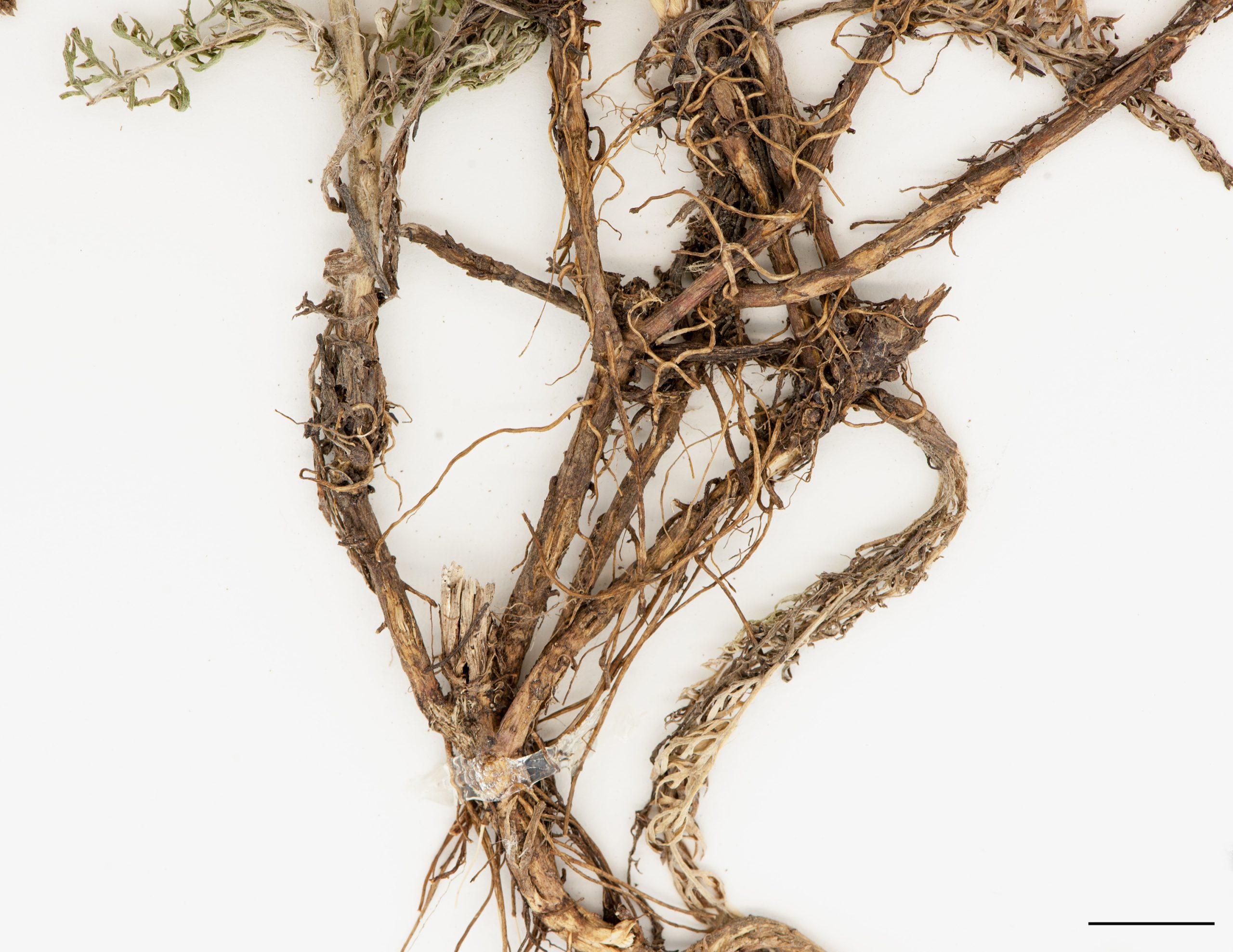 Rhizomes et racines fibreuses