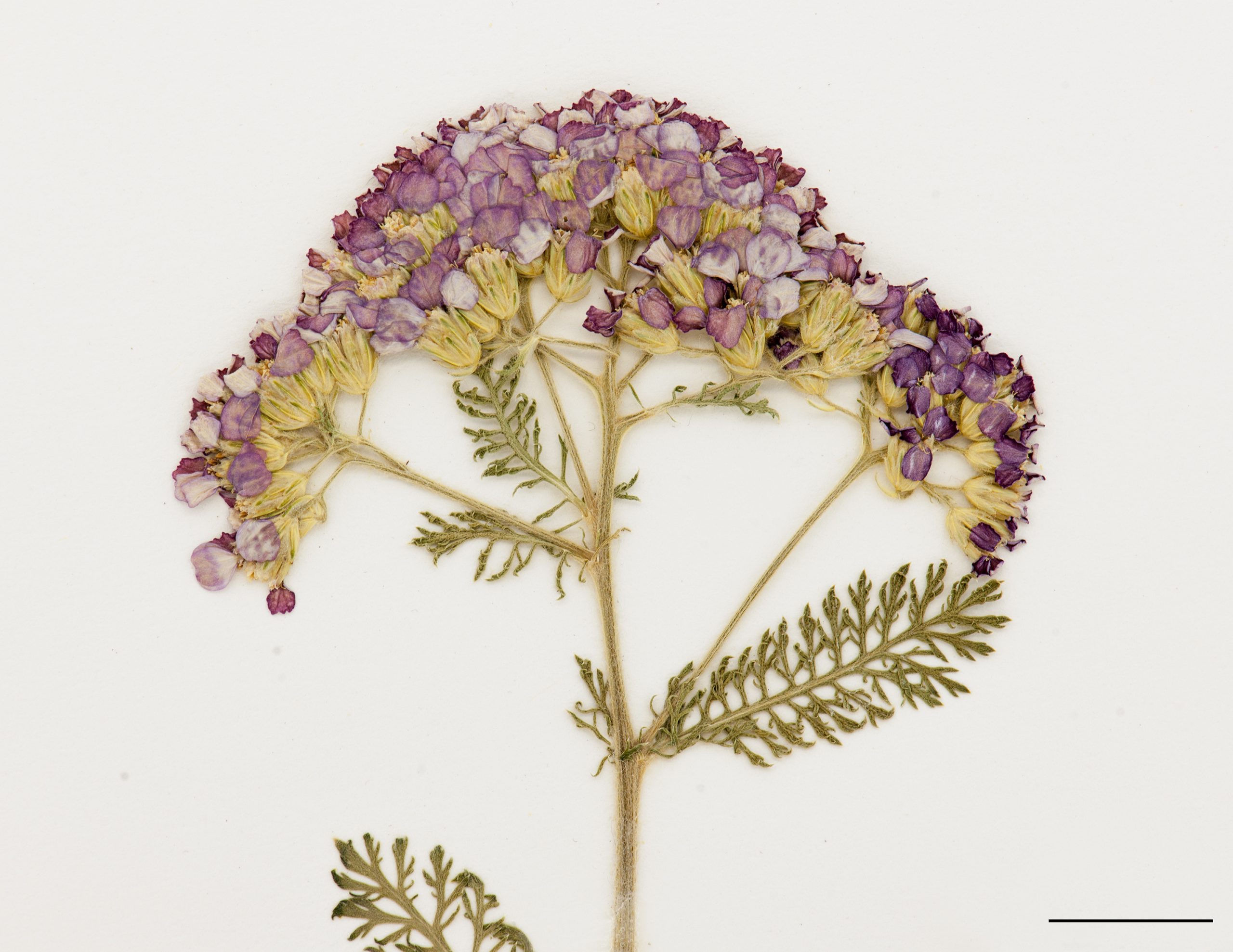 Inflorescence, fleurs pourpres