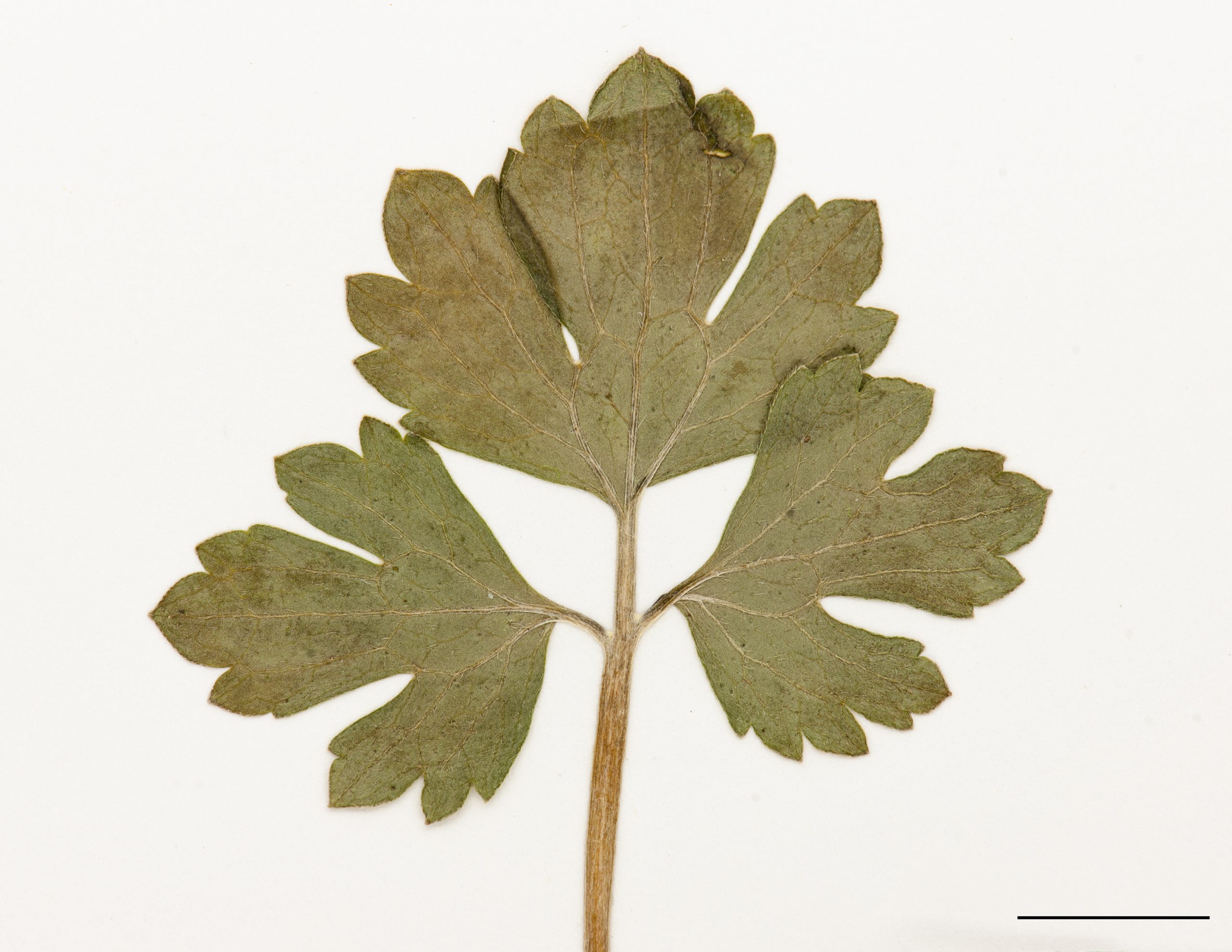 Feuilles triparties, dentées