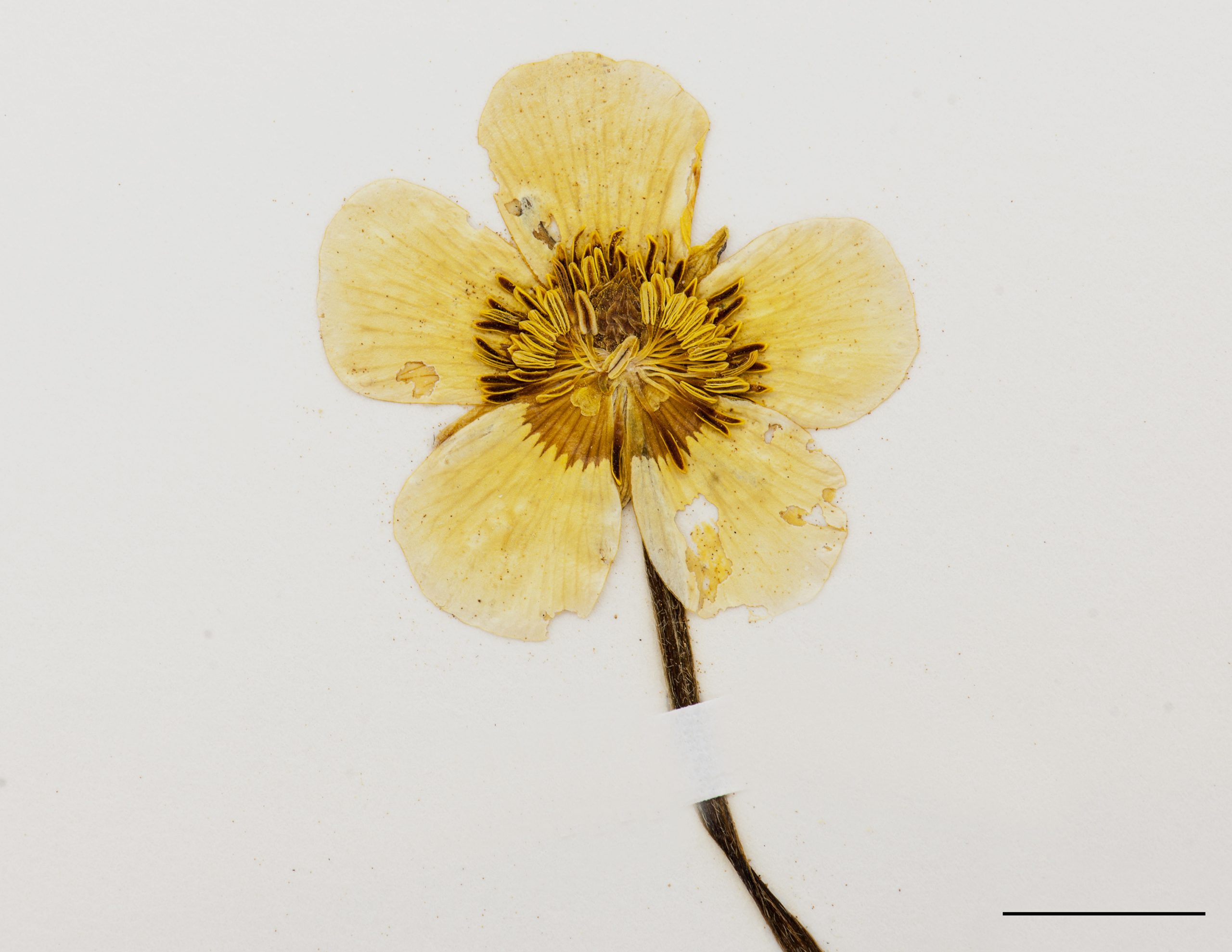 Fleur, pétales jaunes