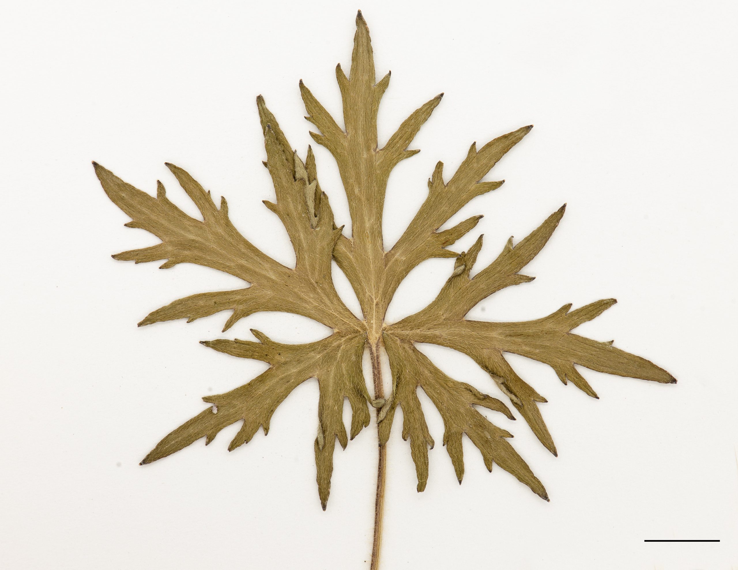 Feuilles divisées, profondément dentées