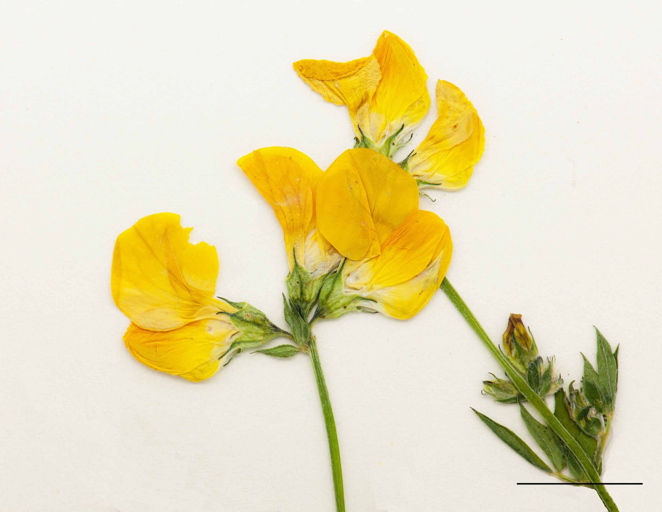 Fleurs jaunes devenant orangées et marquées de rouge; disposées en ombelle; par groupes de 4 à 8.