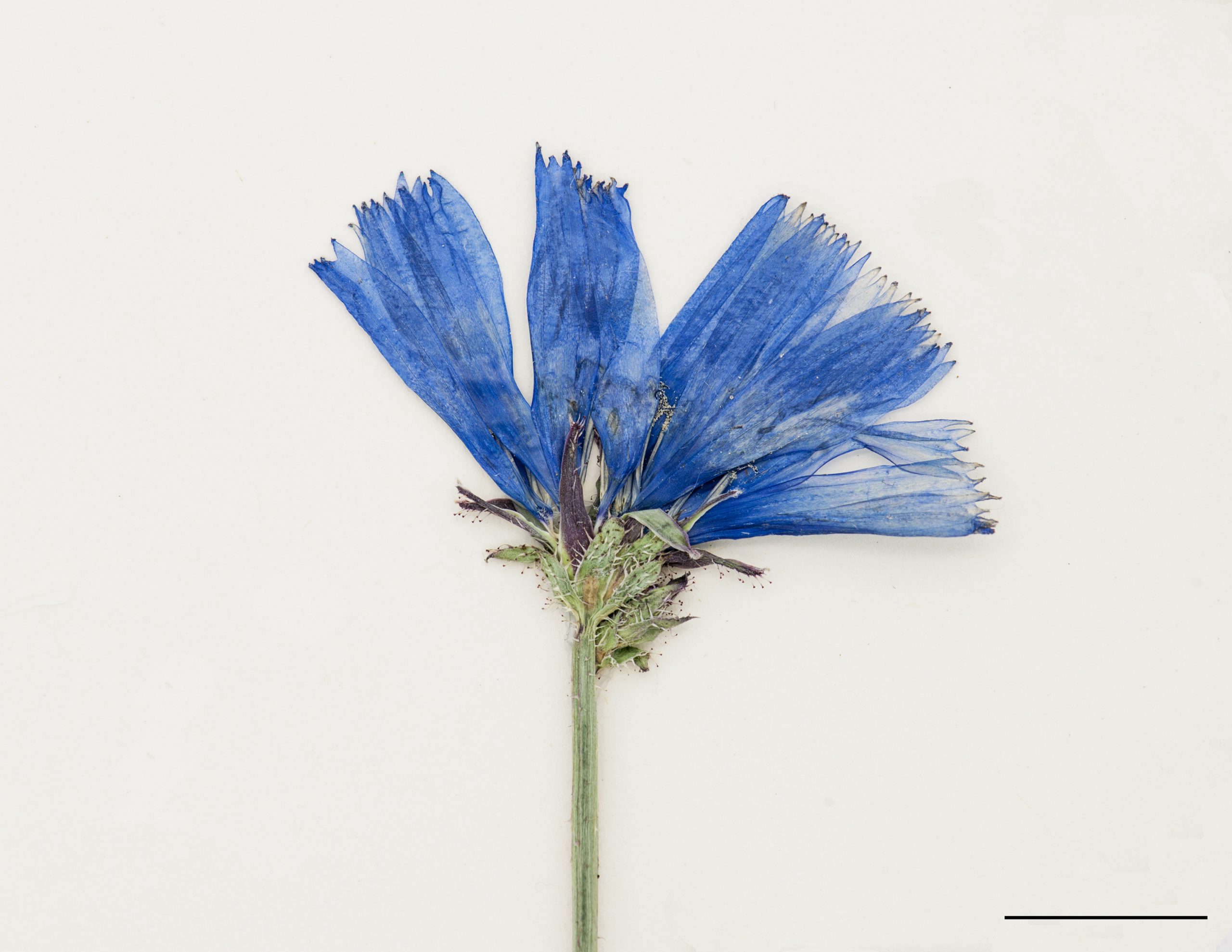Fleurs bleues réunies en capitules au sommet de la tige et à l’aisselle des feuilles.
