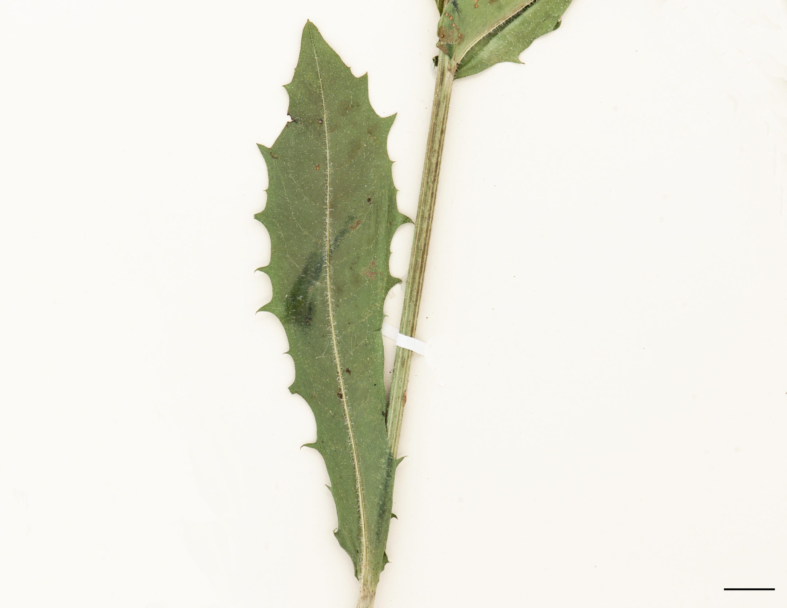 Feuilles rugueuses, celles du haut de la tige sessiles, devenant réduites et entières.