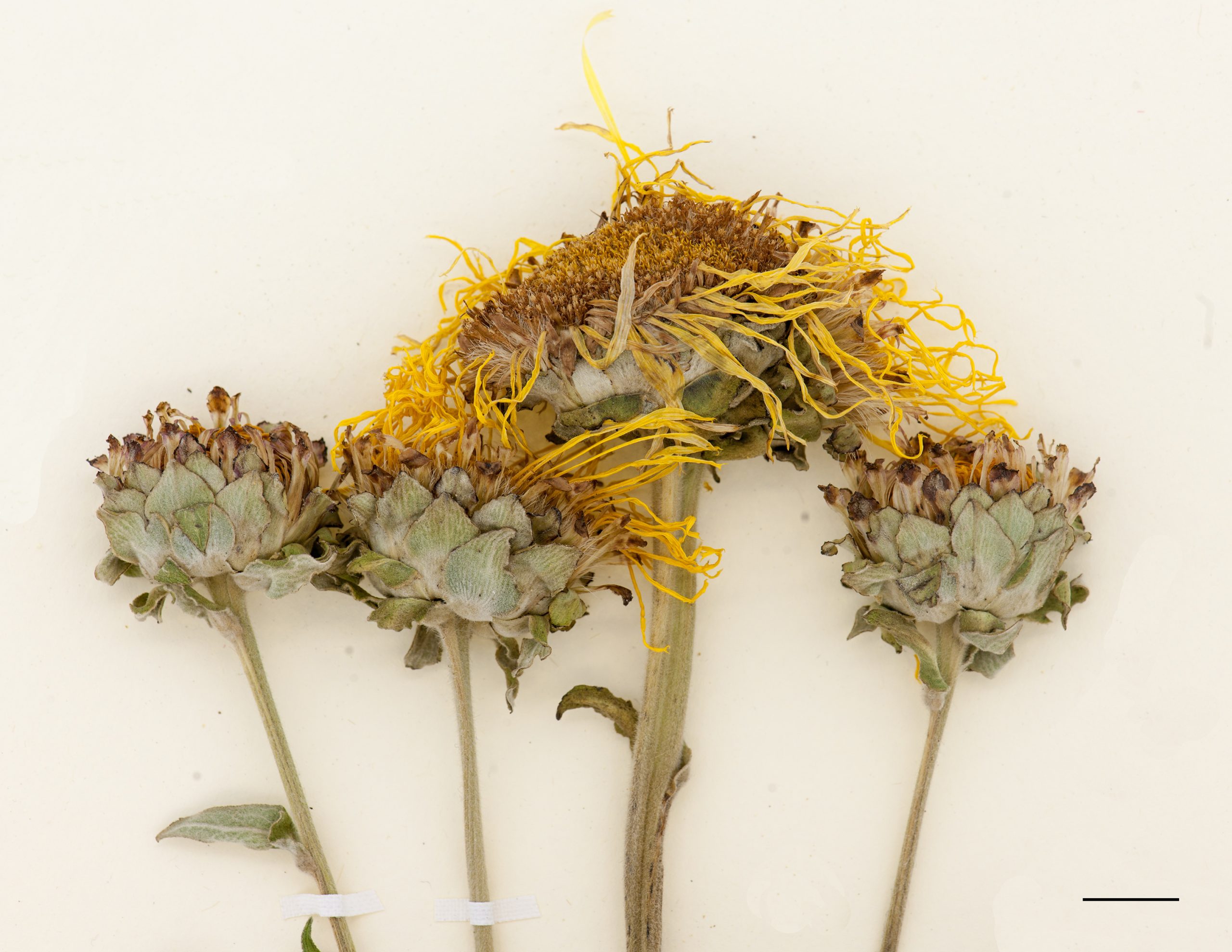 Gros capitules jaunes entourés de larges bractées.