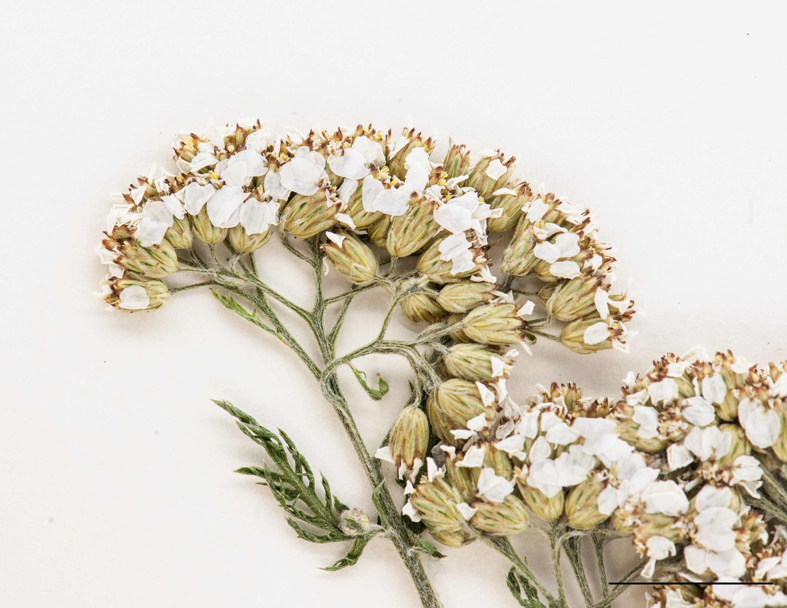 Inflorescence en panicule corymbiforme, fleurs blanches