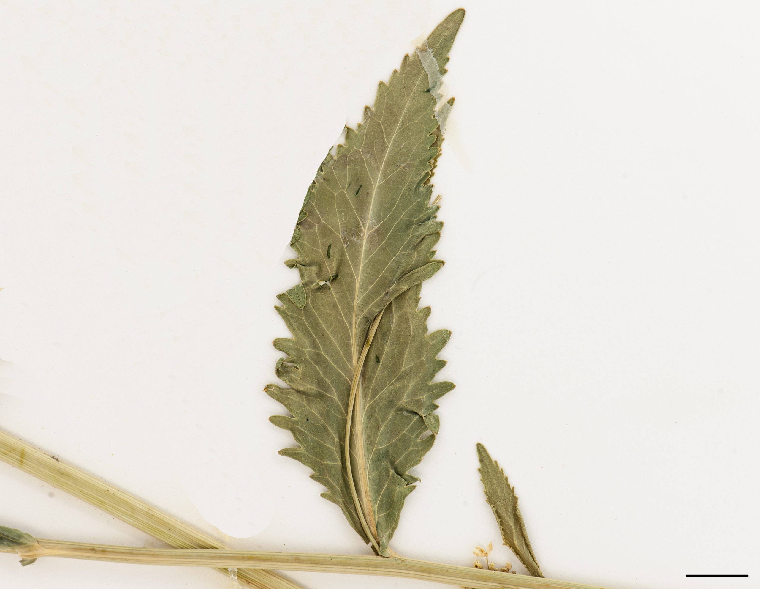 Feuille de la tige