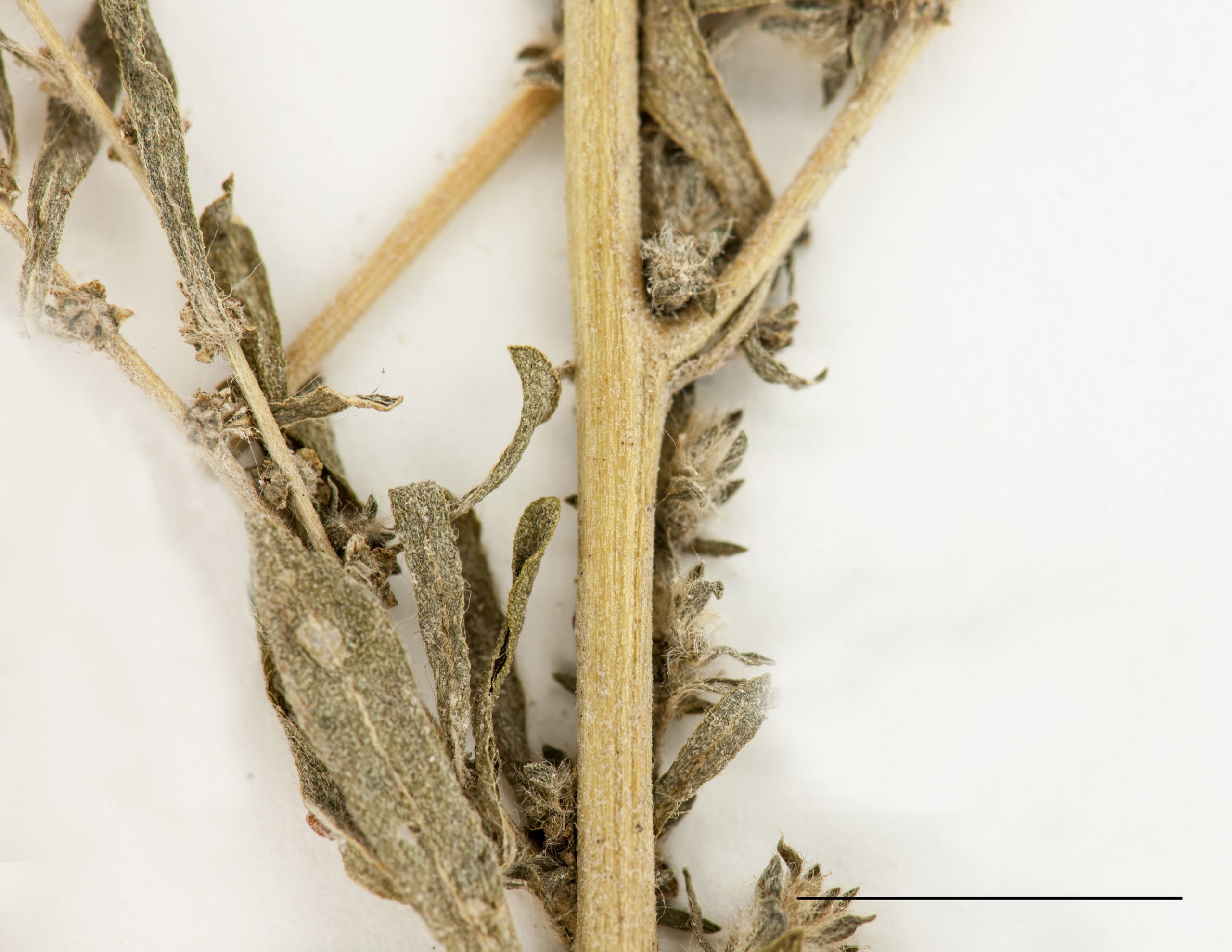 Inflorescence en épi à l'aisselle des feuilles