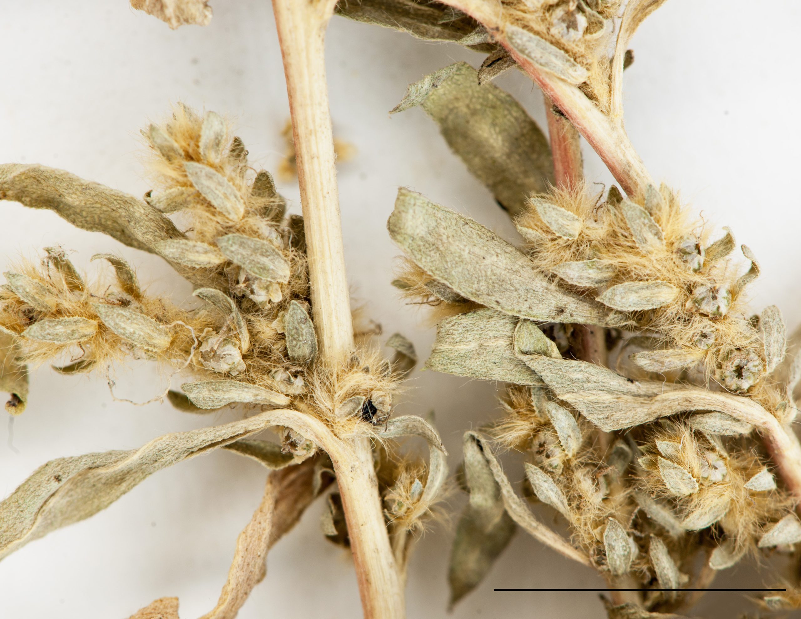 Tige ramifiée, velue dans la partie supérieure