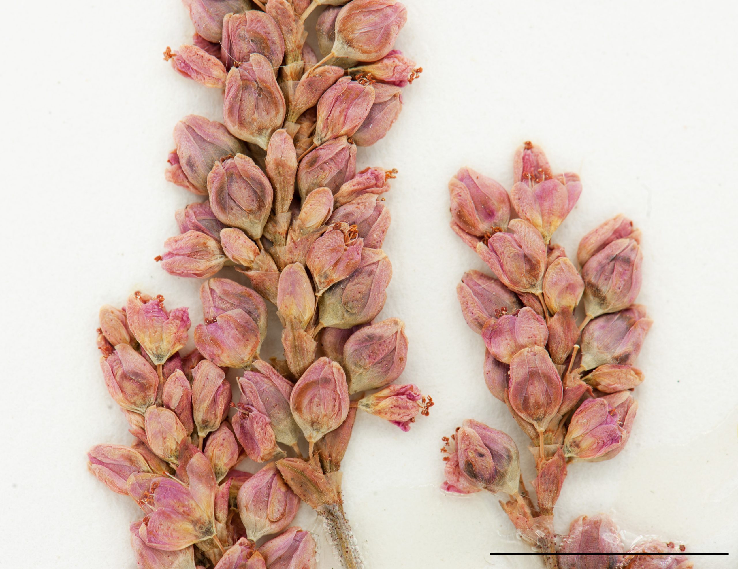 Fleurs en grappes paniculées