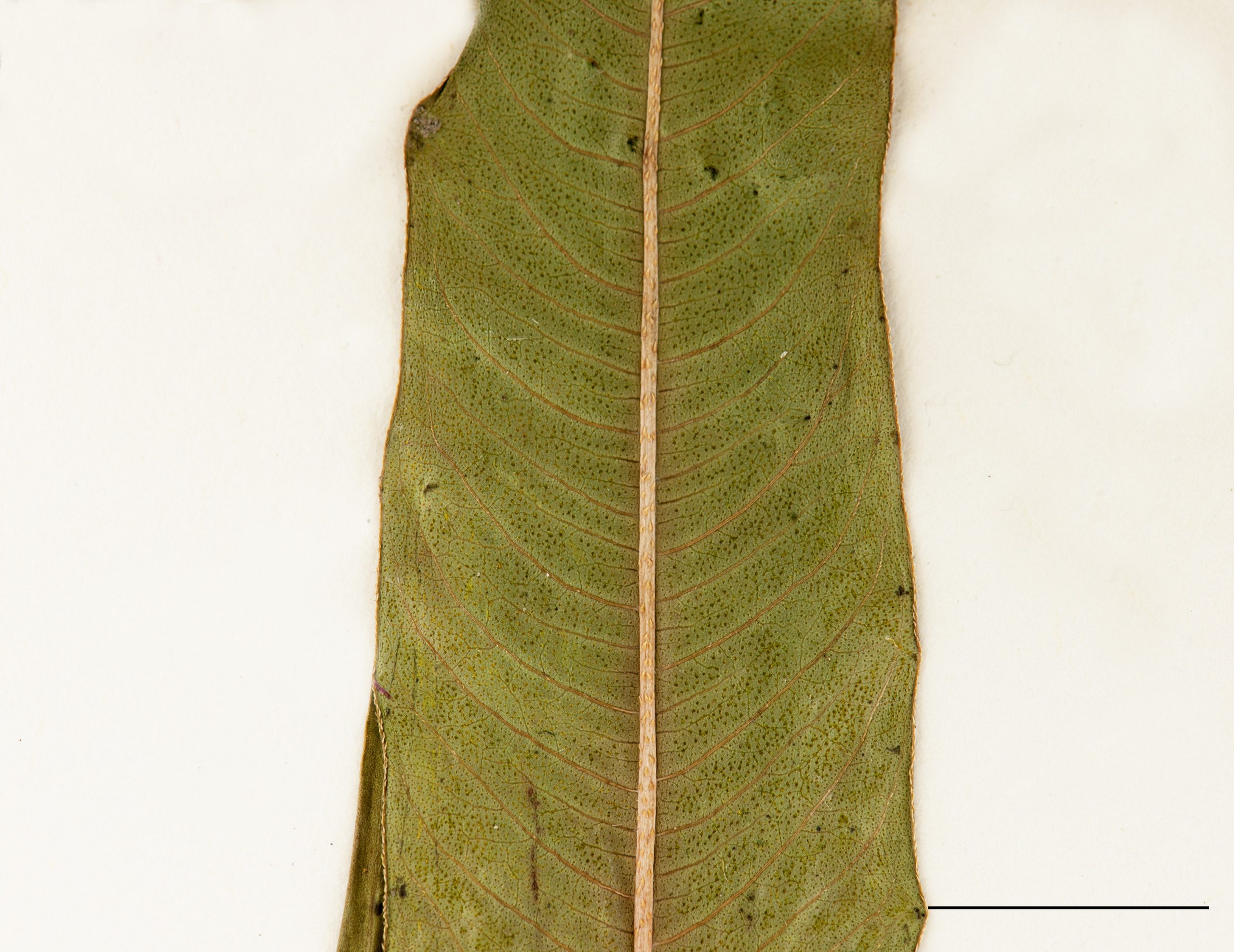 Feuille glabre, (face inférieure)