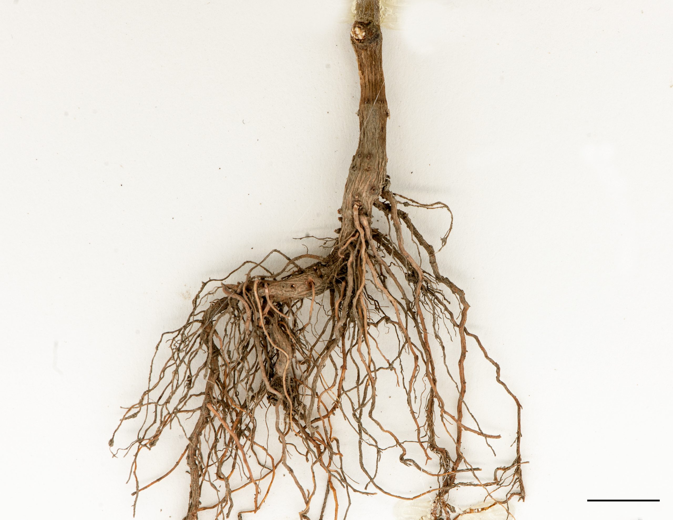 Racine pivotante et fibreuses