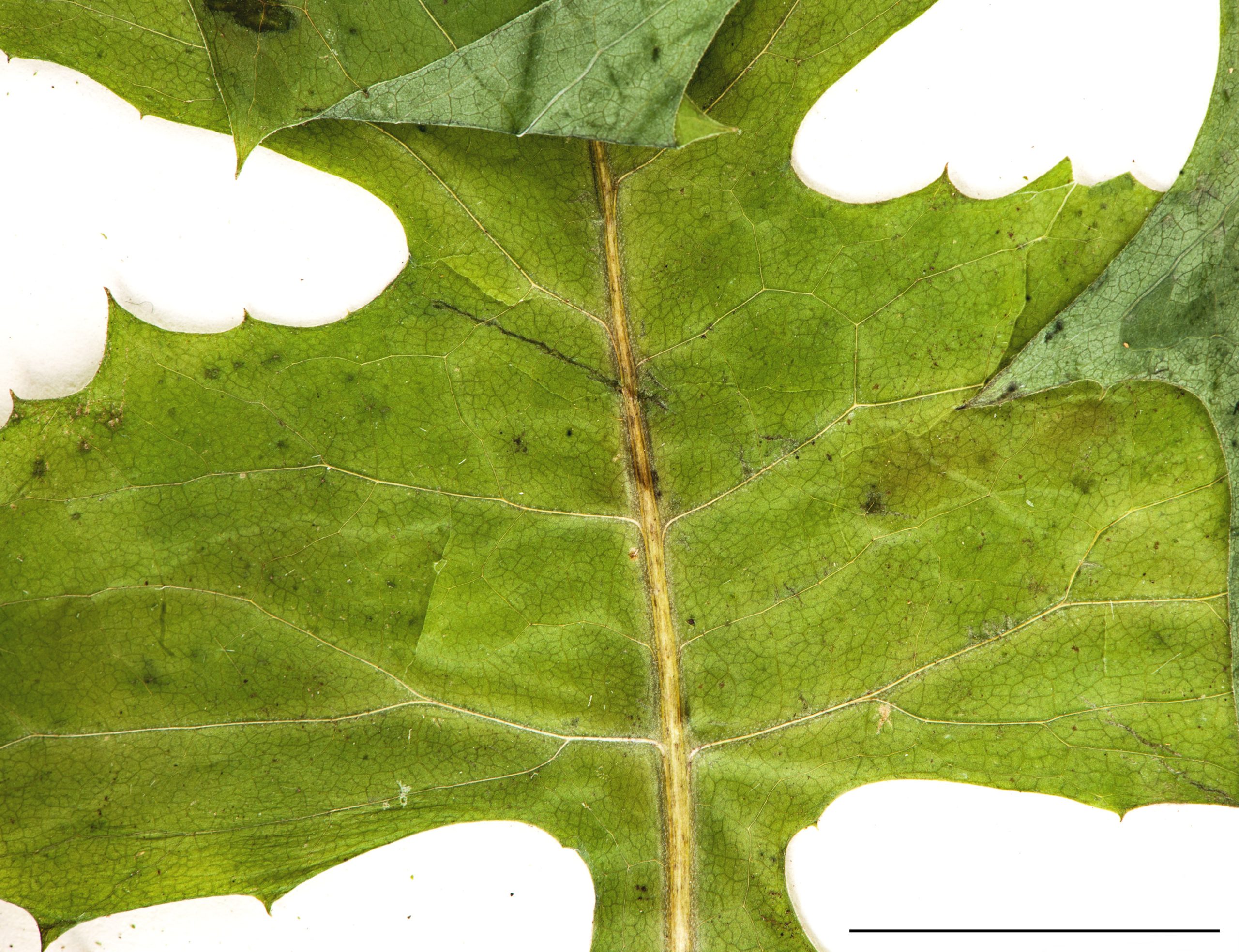 Feuille divisée, à marge dentée