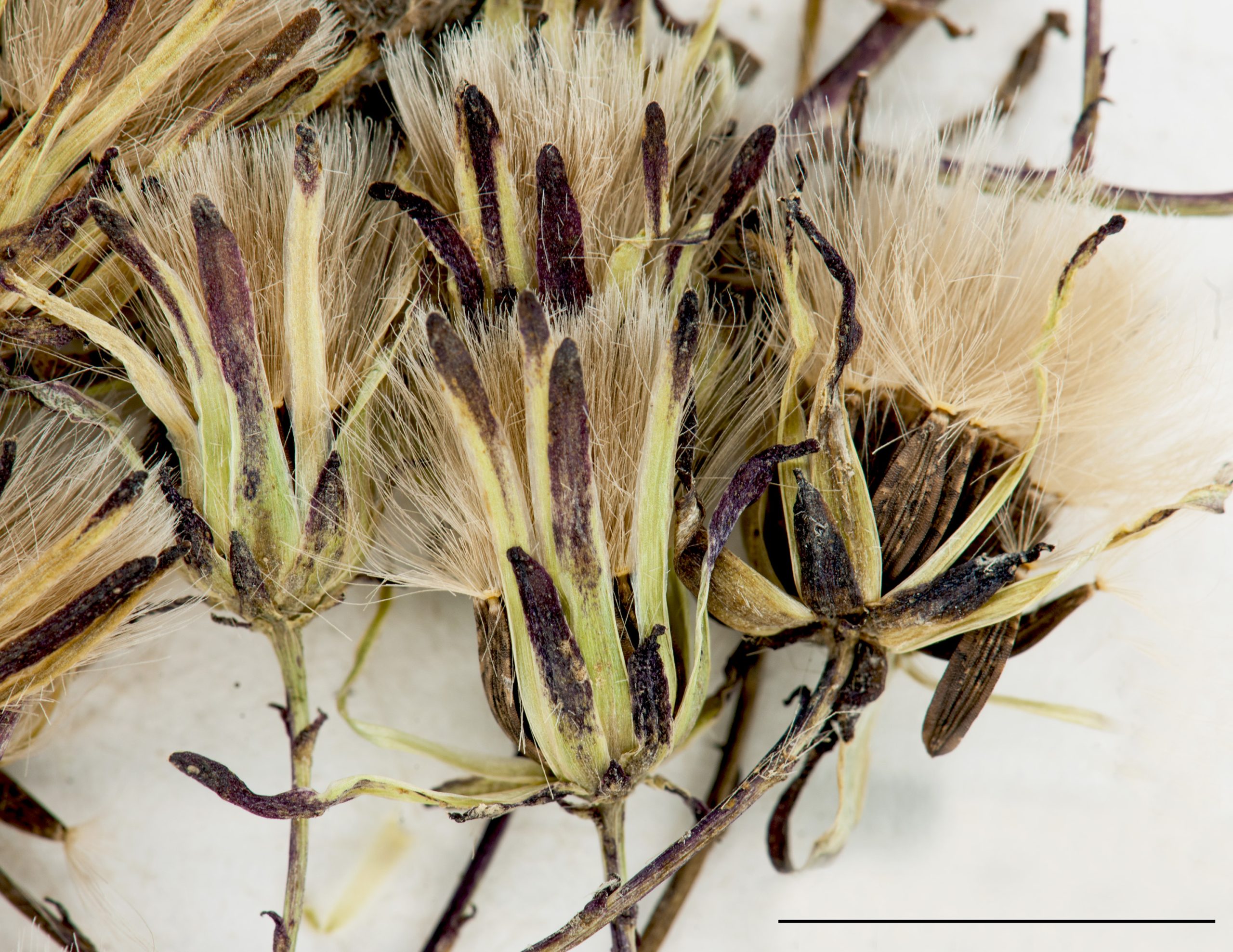 Achaine surmonté d’une aigrette soyeuse