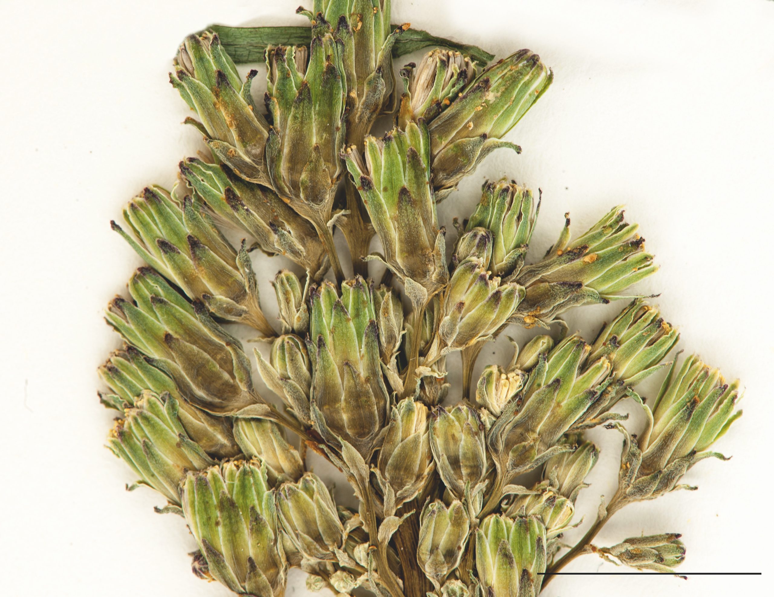 Fleurons réunis en capitules nombreux, rayons bleus ou blancs