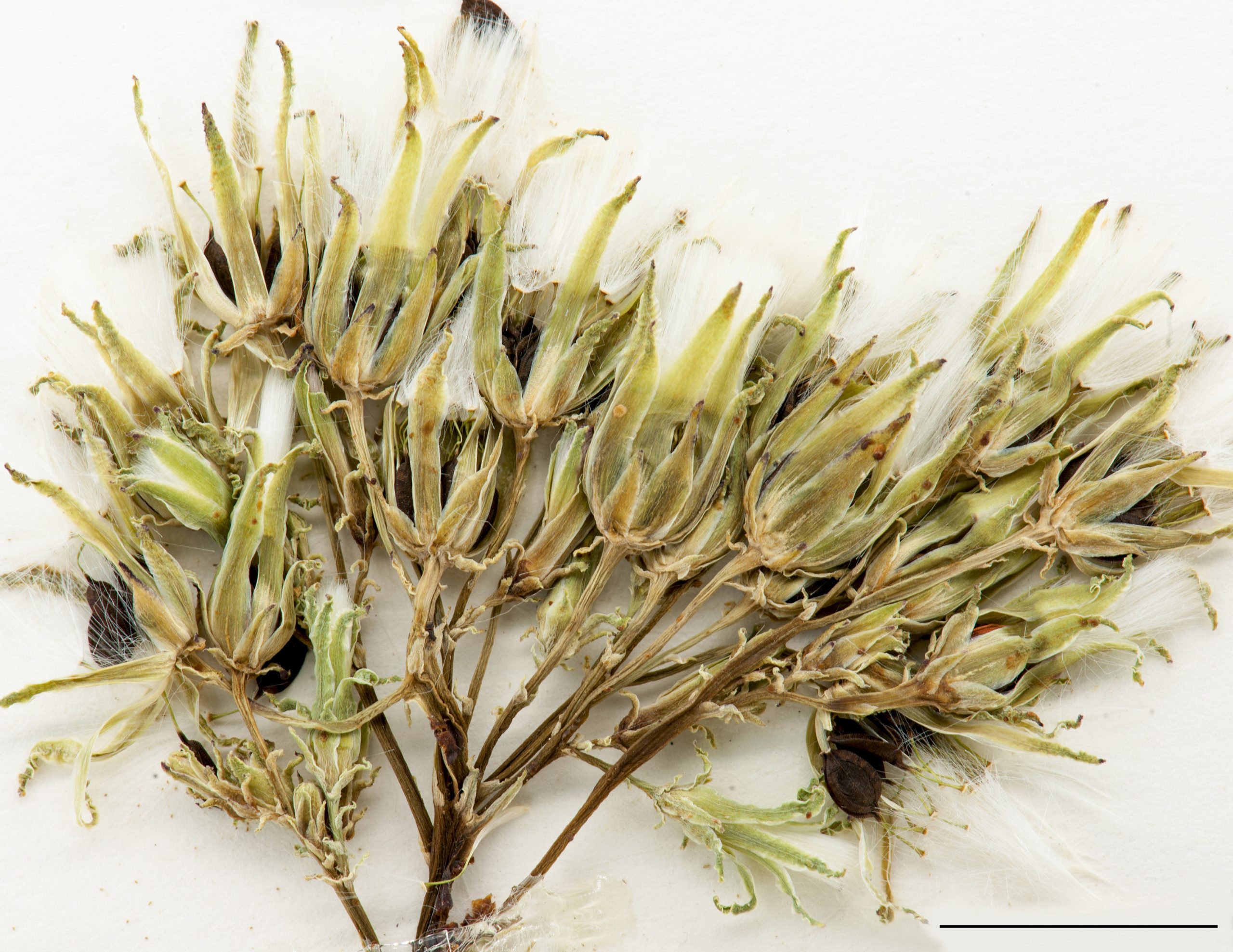 Fleurons réunis en capitules nombreux, achaine surmonté d’une aigrette soyeuse blanche