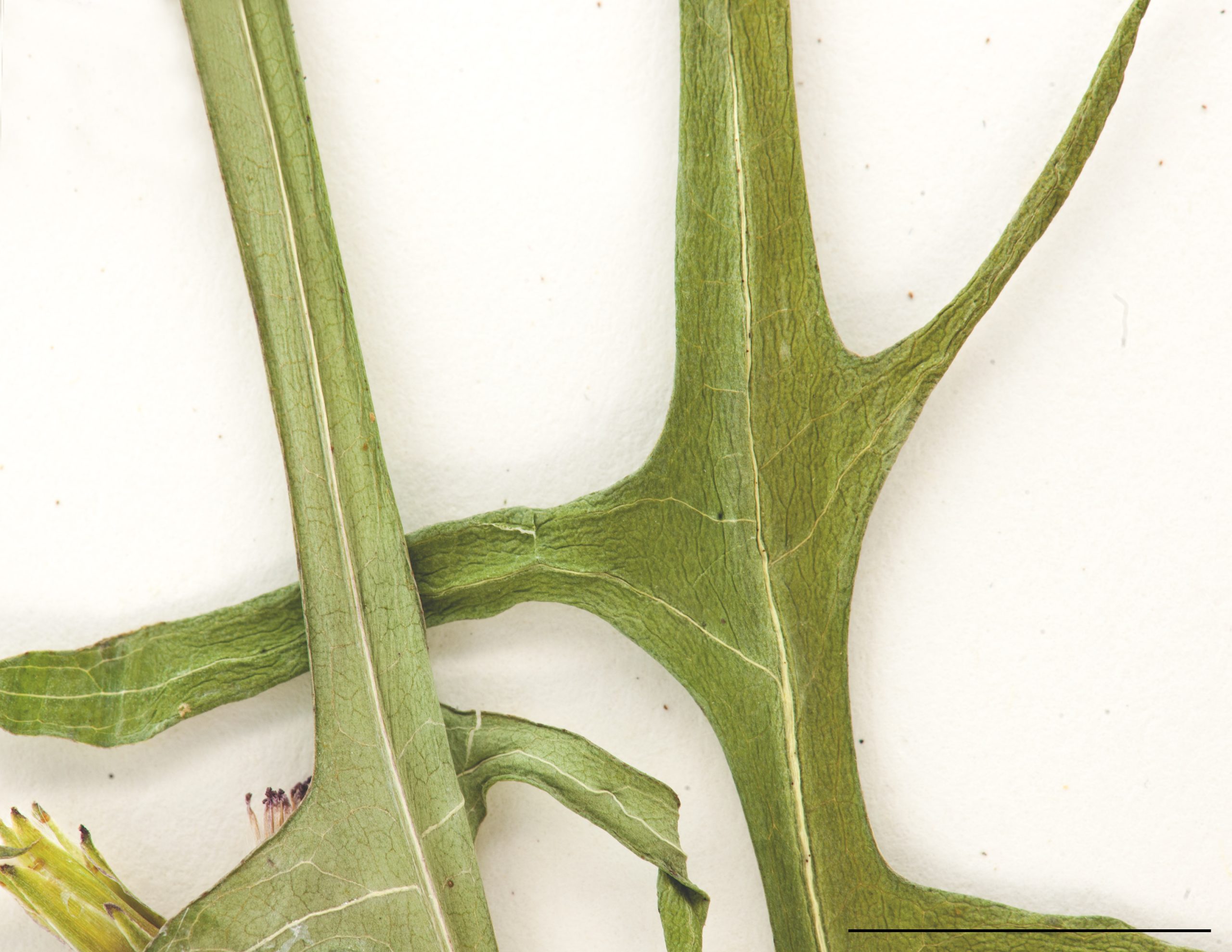 Feuille divisée, glabre sur les deux faces