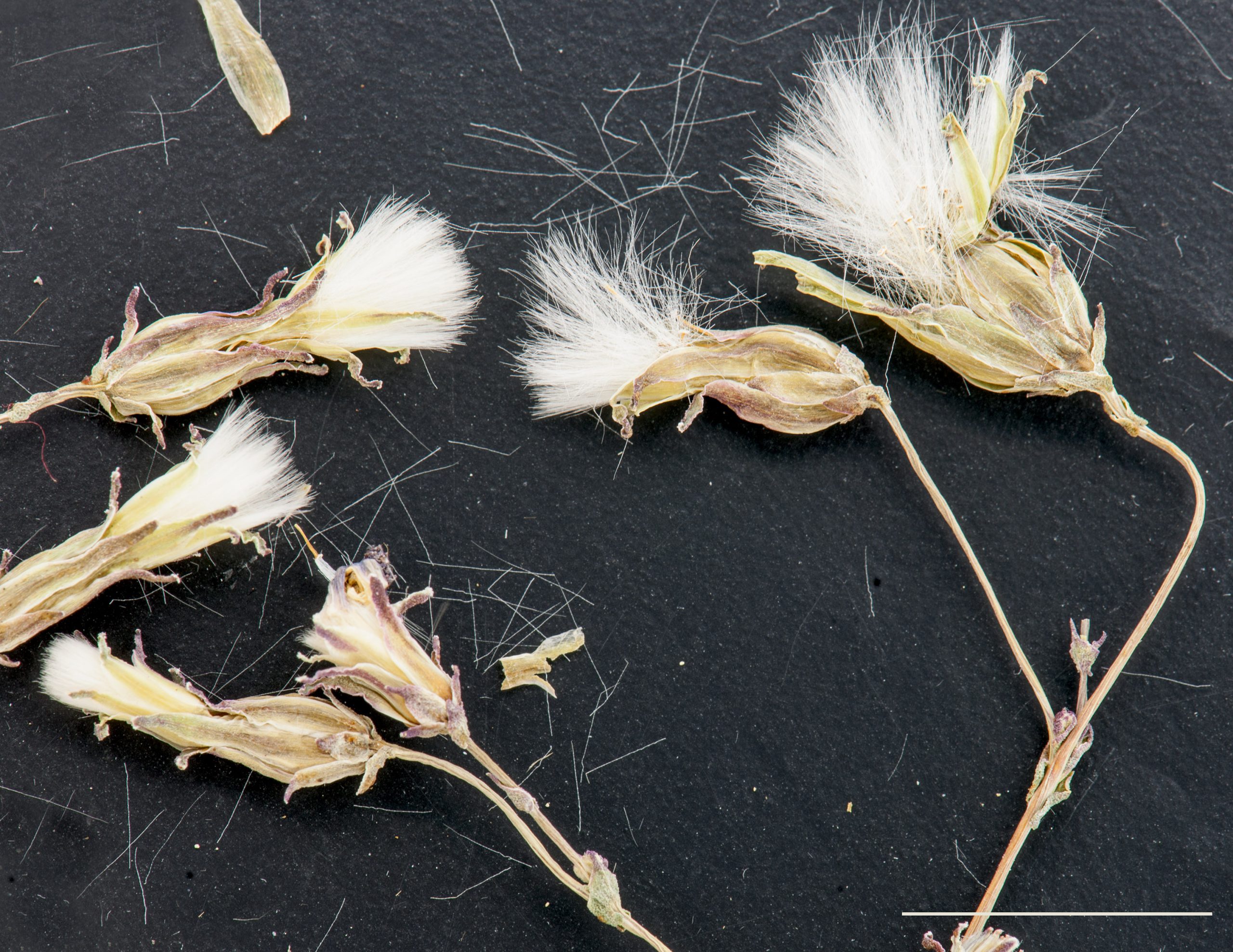 Fleurons réunis en capitule, akènes à aigrette soyeuse