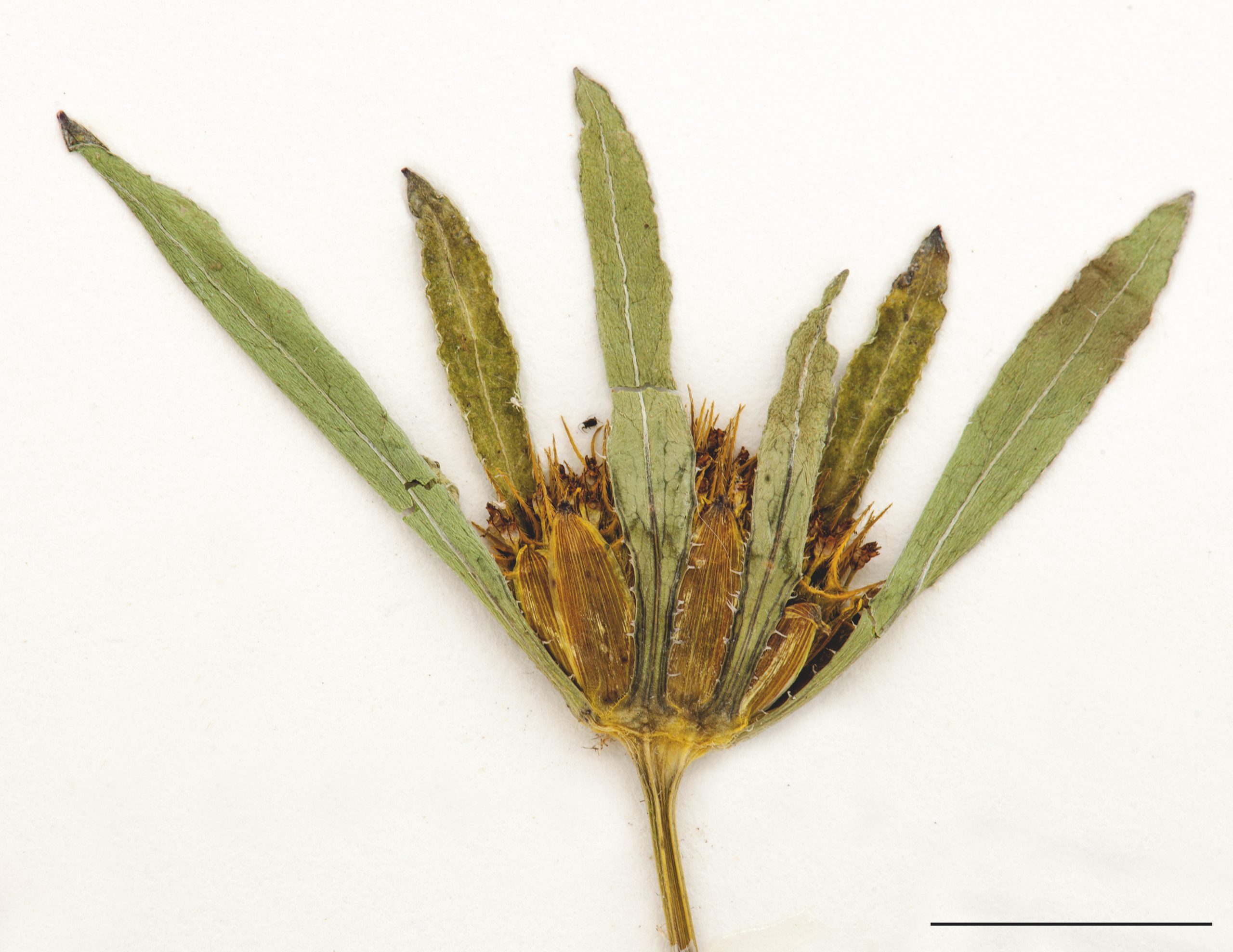 Capitule sous-tendu de 4 à 8 bractées longues