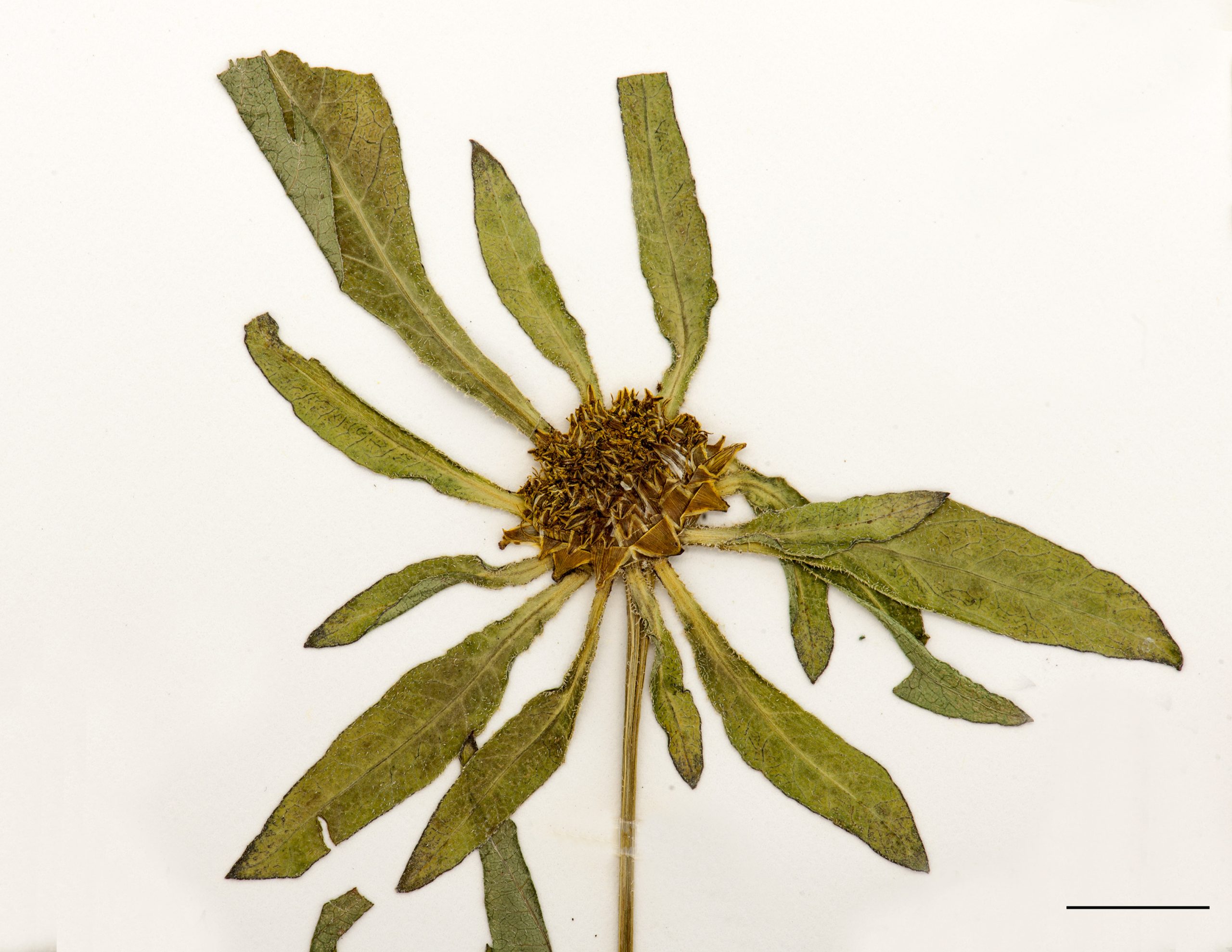 Capitule sous-tendu de 10 à 16 bractées longues