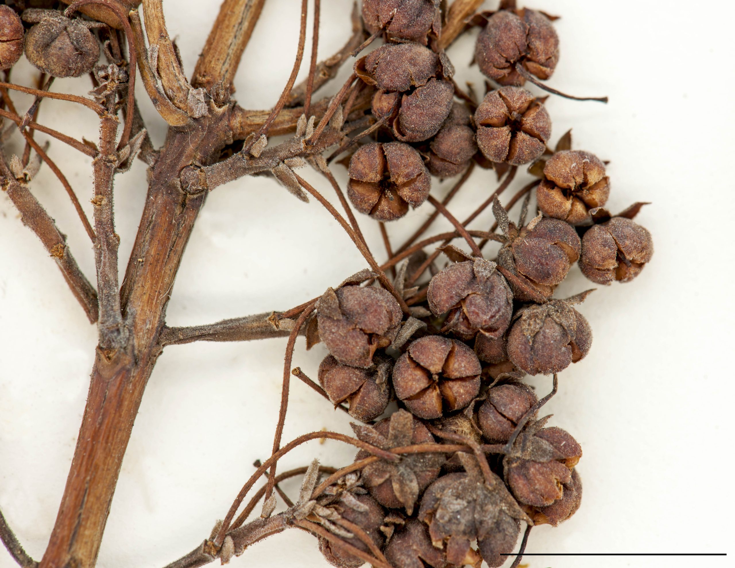 Capsules petites, globuleuses, brun roux à grisâtres, surmontées par un style persistant