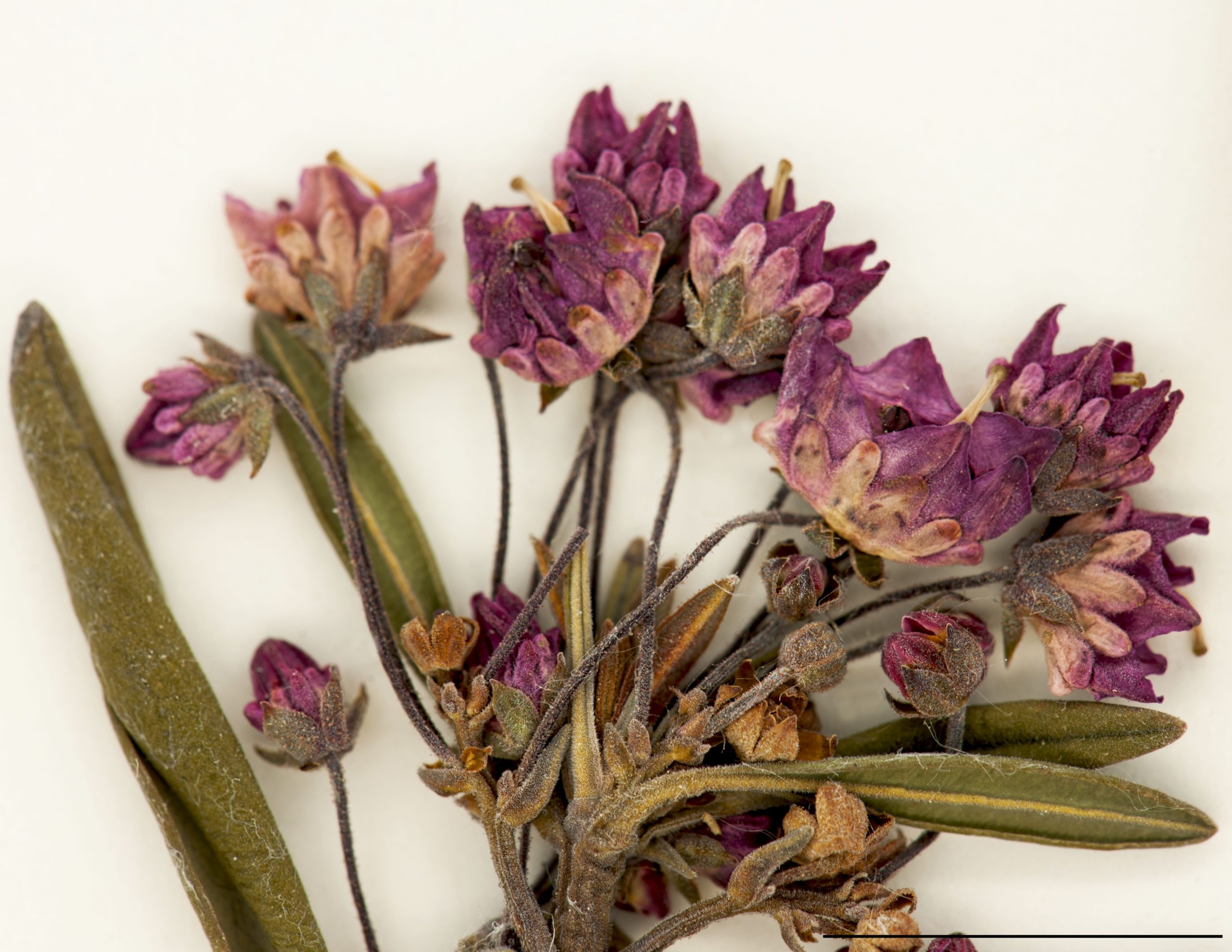 Fleurs roses, en grappes latérales, formant une masse arrondie et serrée