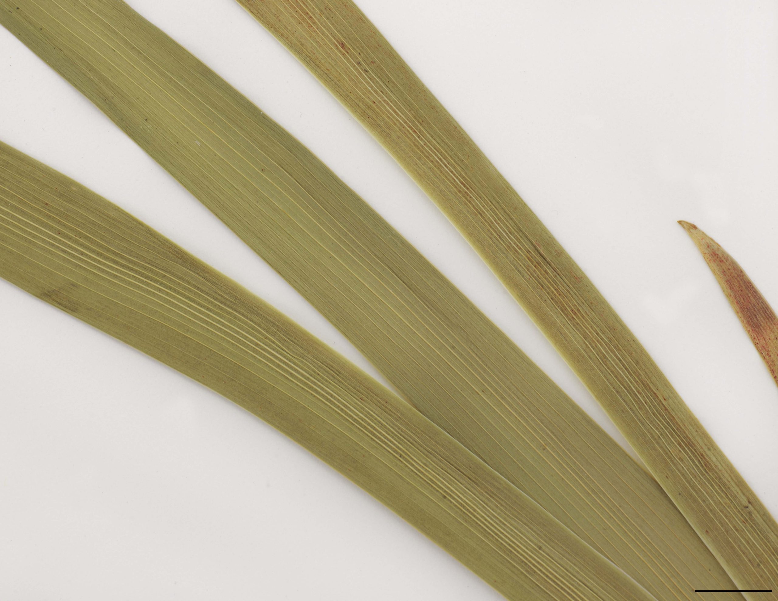 Feuilles ensiformes, glauques, dressées ou arquées, à nervures prononcées.