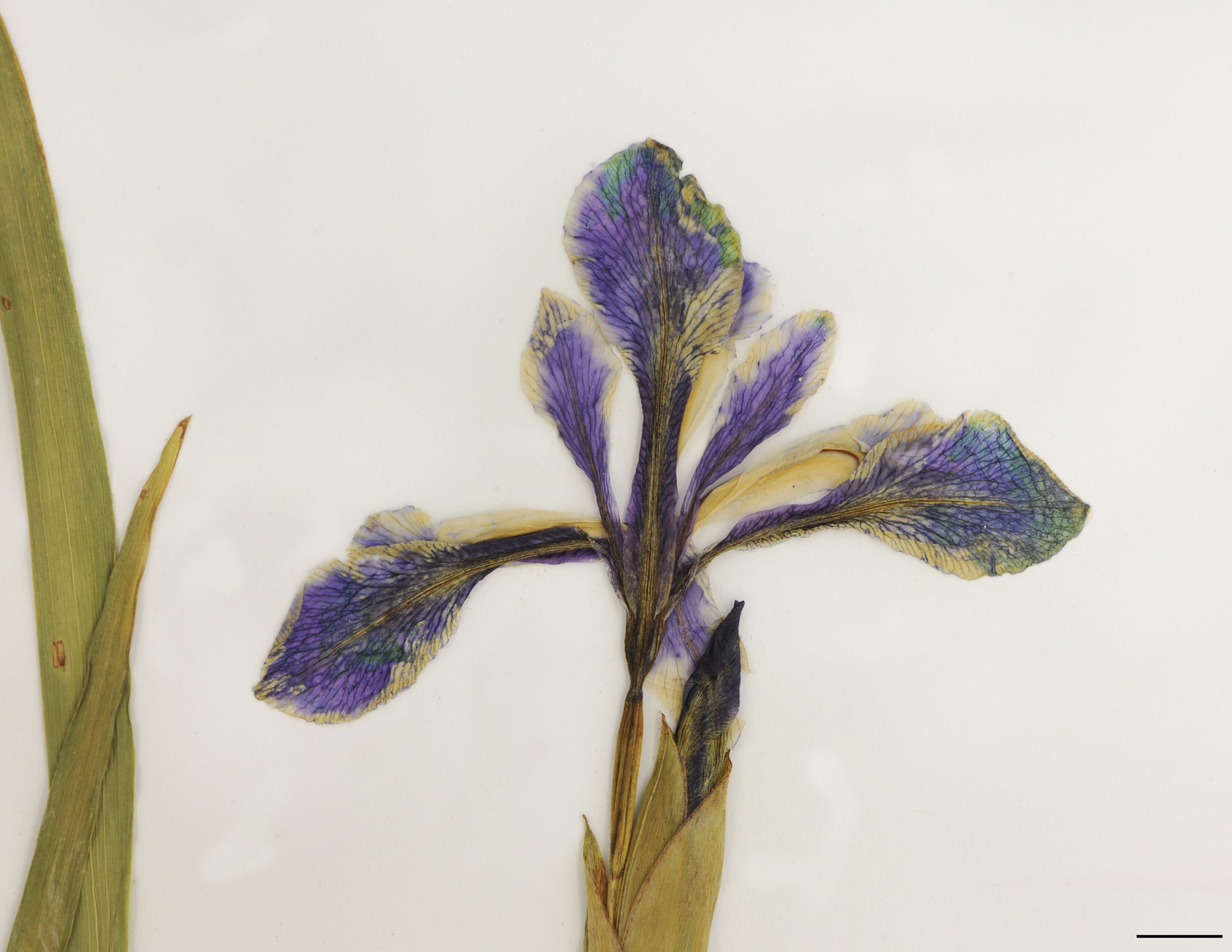 Fleurs d'un bleu violet, panachées de jaune et de blanc. Sépales deux fois plus long que les pétales.